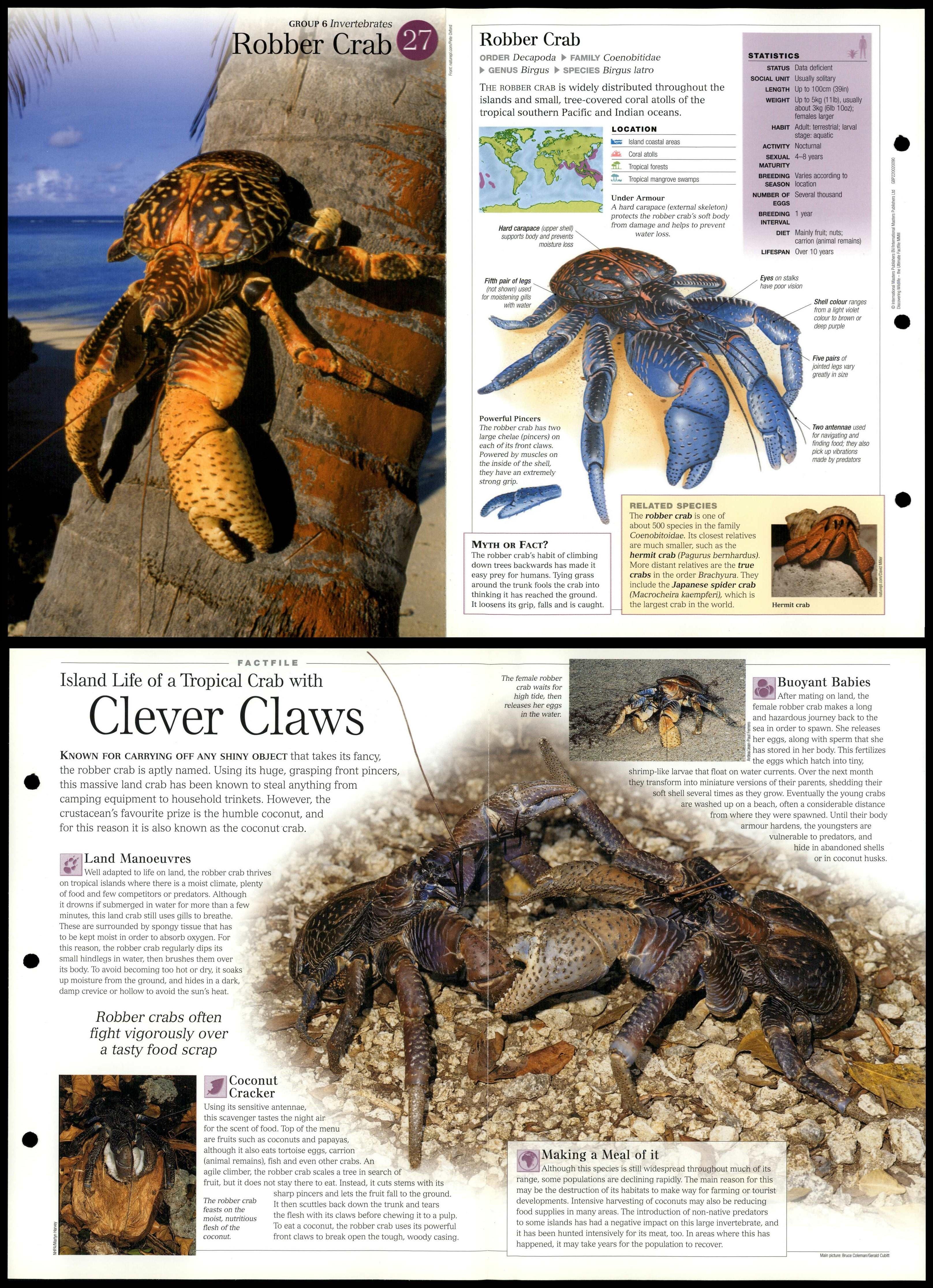 Robber Crab 27 Invertebrates Discovering Wildlife Fact File FoldOut