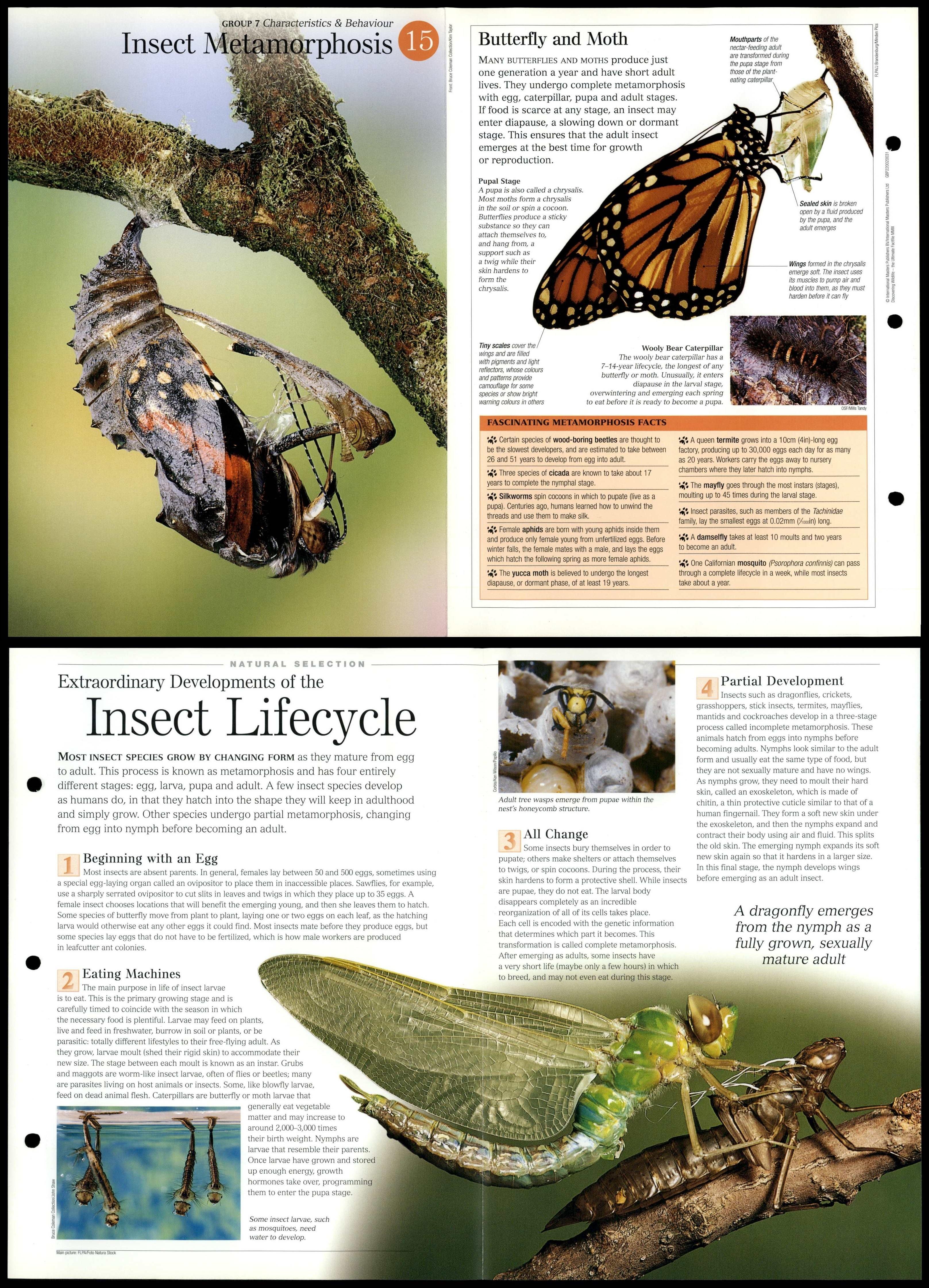 Insect Metamorphosis #15 Characteristics - Discovering Wildlife Fact ...