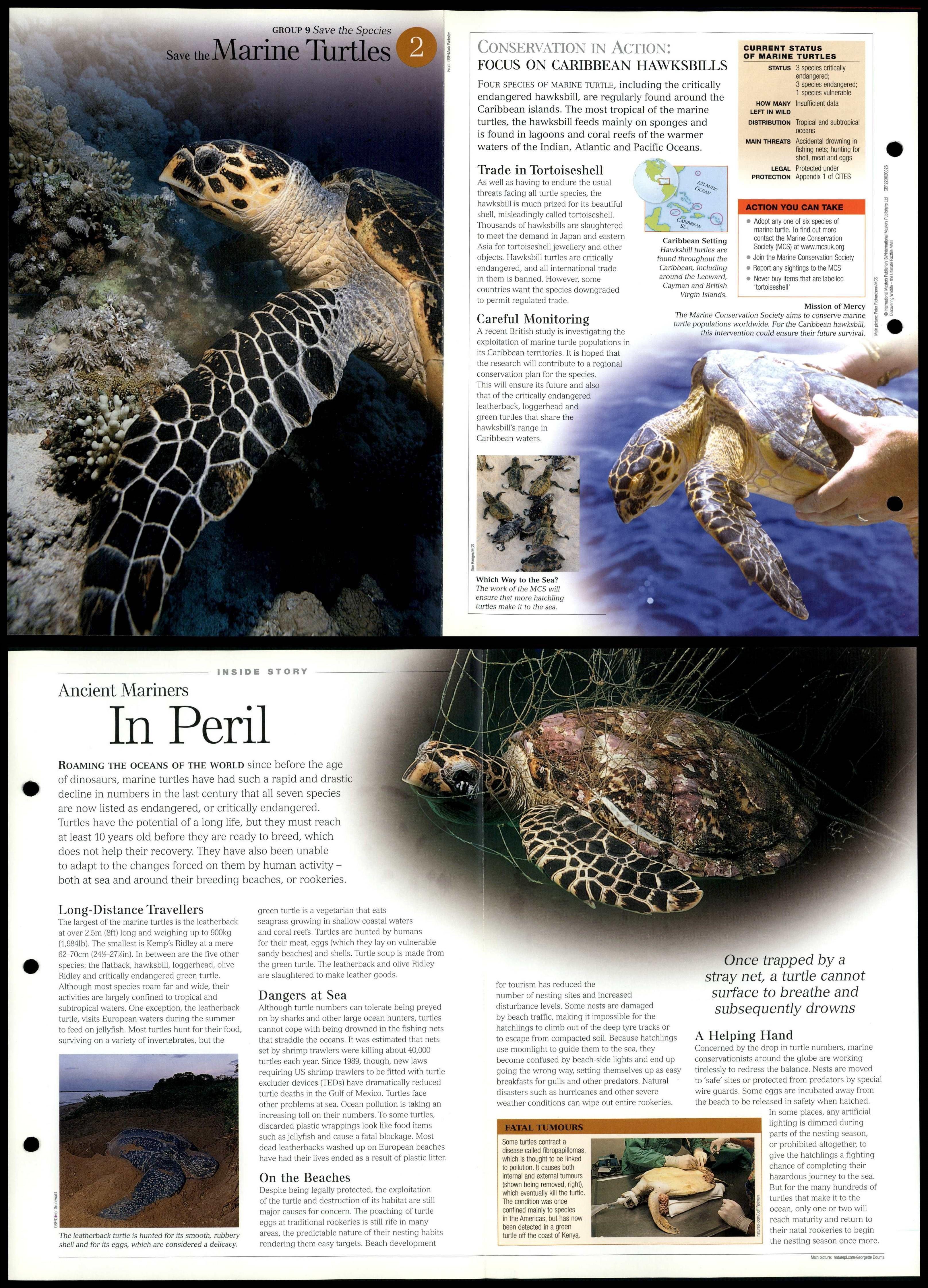 Marine Turtles #2 - Save Species Discovering Wildlife Fact File Fold ...