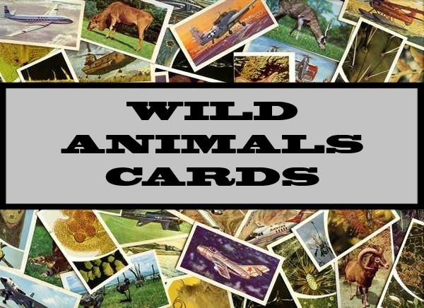 Wild Animals Cards