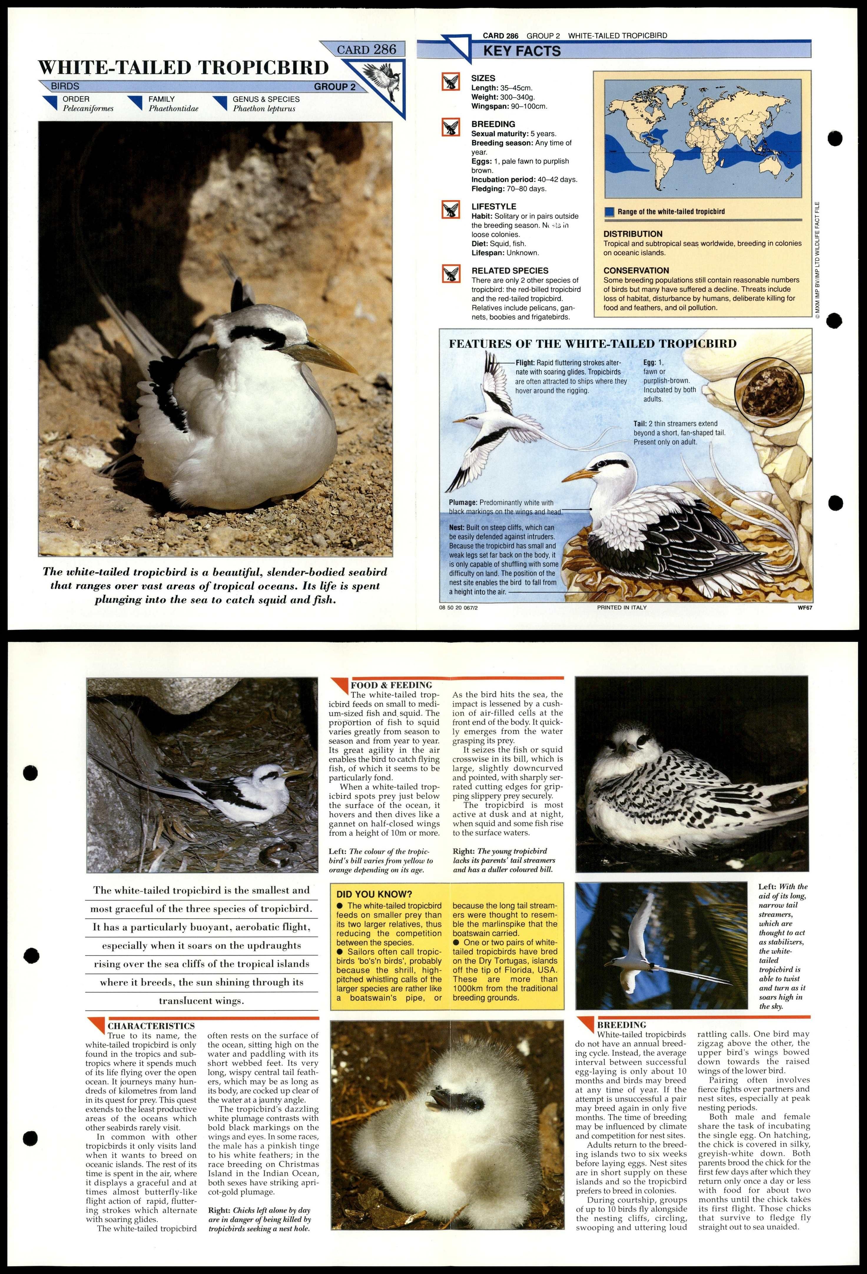 White-Tailed Tropicbird #286 Birds Wildlife Fact File Fold-Out Card