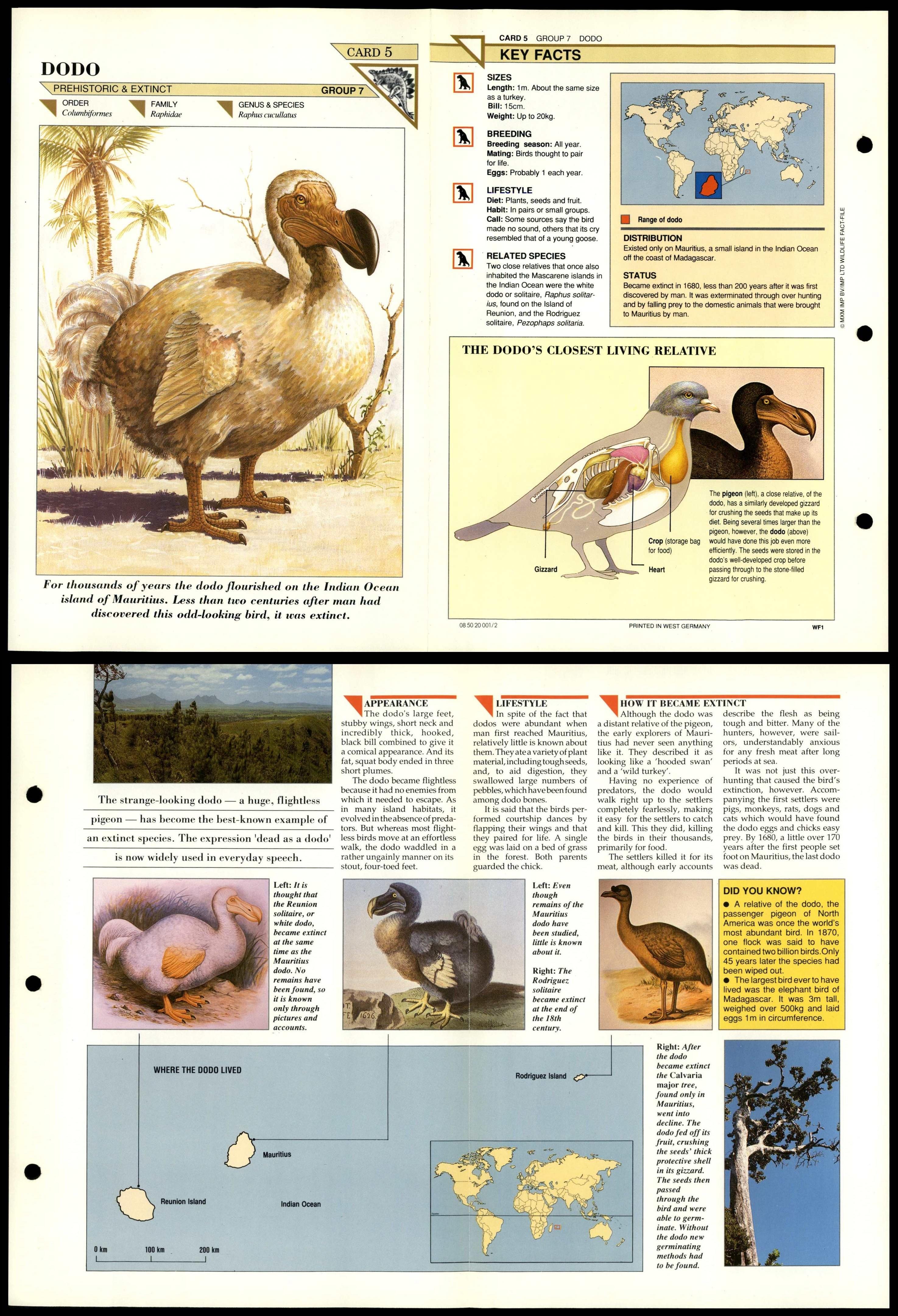 Dodo #5 Extinct Wildlife Fact File Fold-Out Card