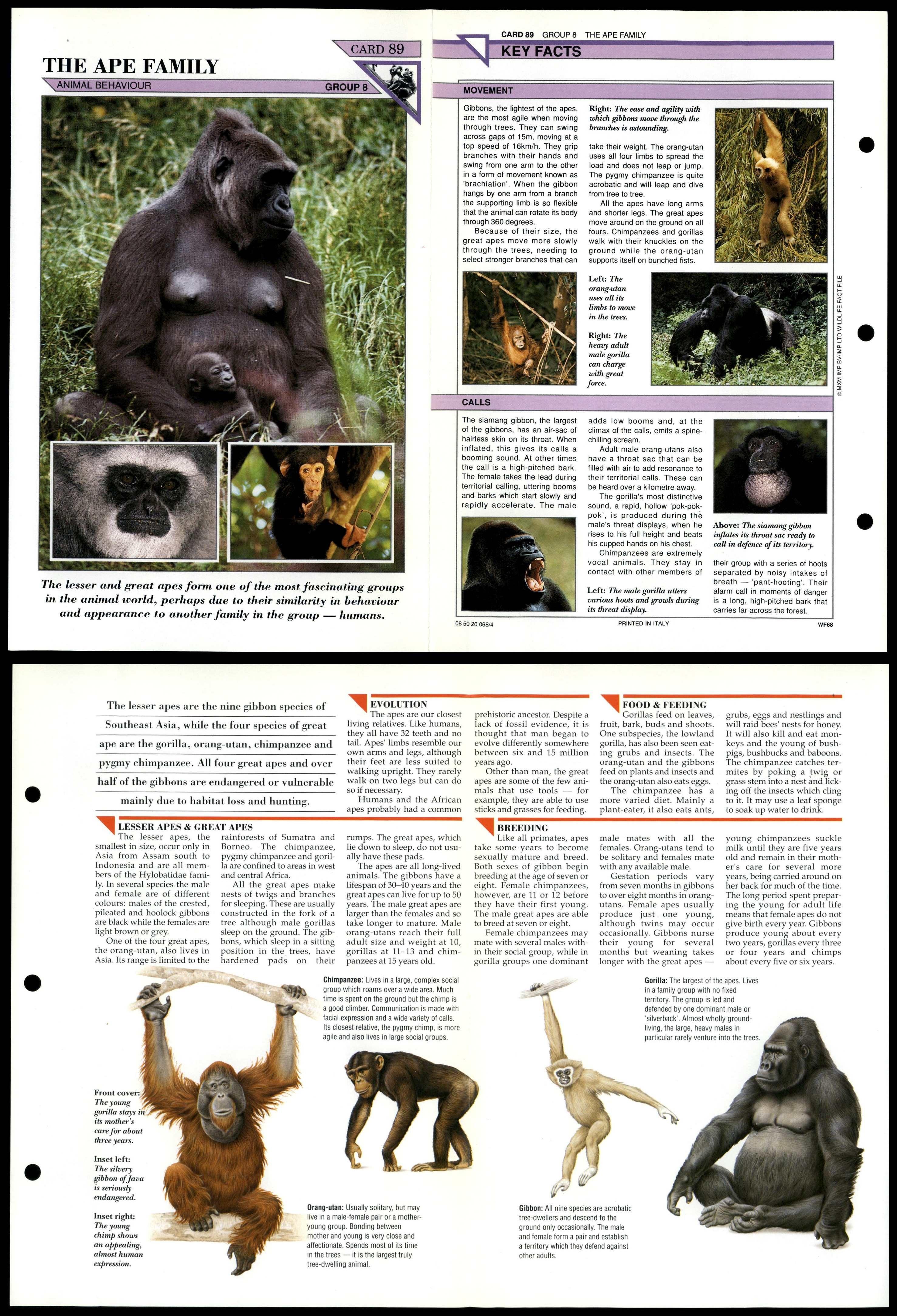 The Ape Family #89 Behaviour Wildlife Fact File Fold-Out Card