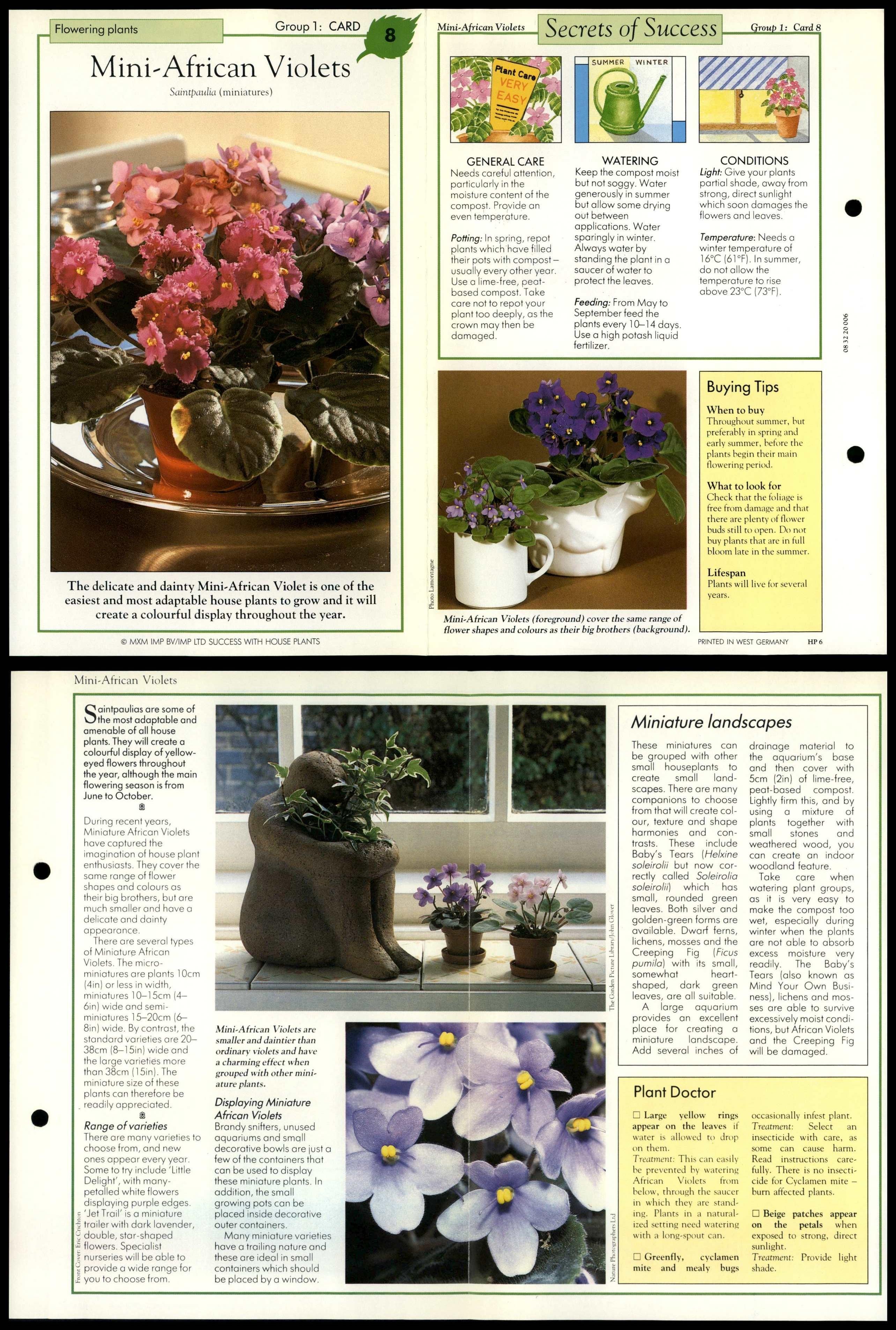 Mini-African Violets #8 Flowering Plants Success With House Plants Fold ...