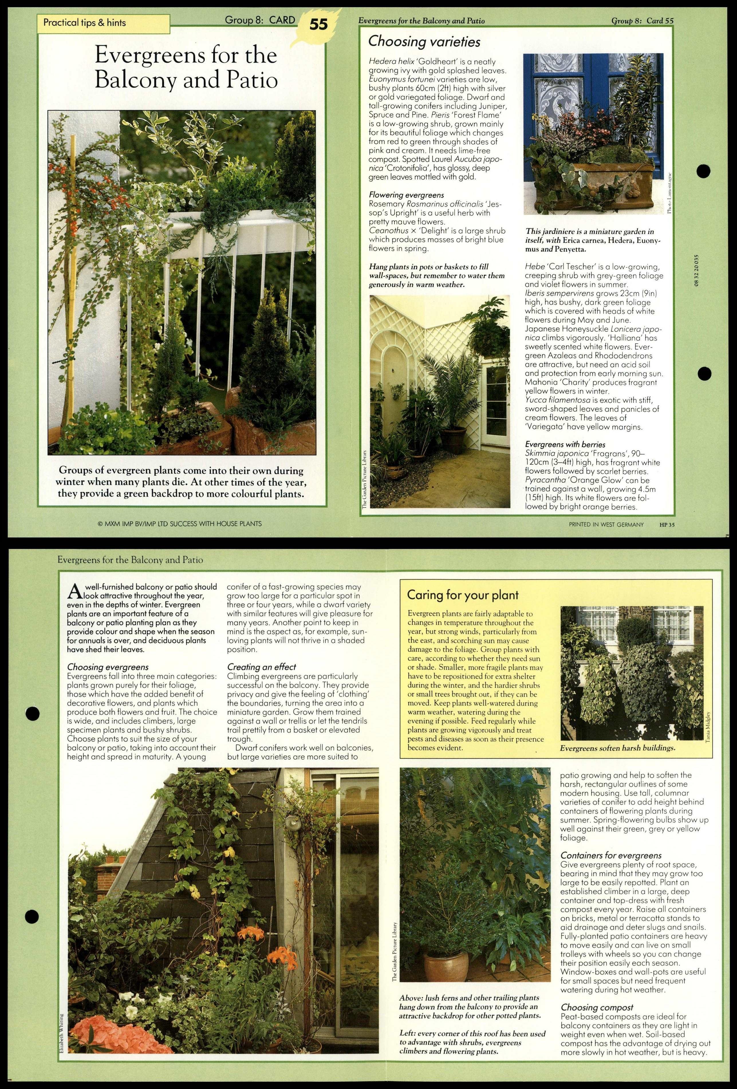 Evergreens For Balcony & Patio 55 Tips Success With House Plants Fold