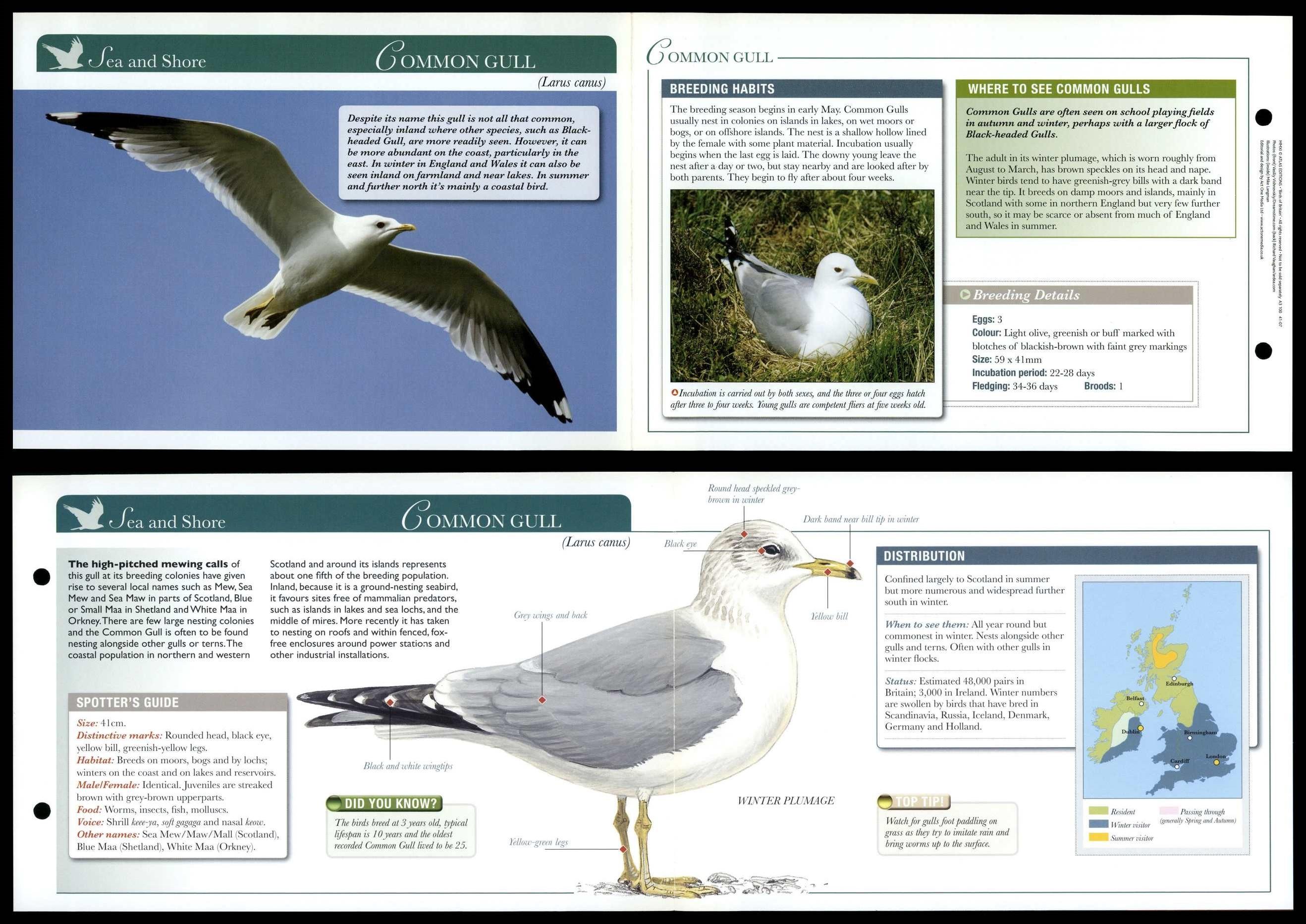 Common Gull - Sea & Shore - Birds Of Britain Atlas Editions Fold Out Card