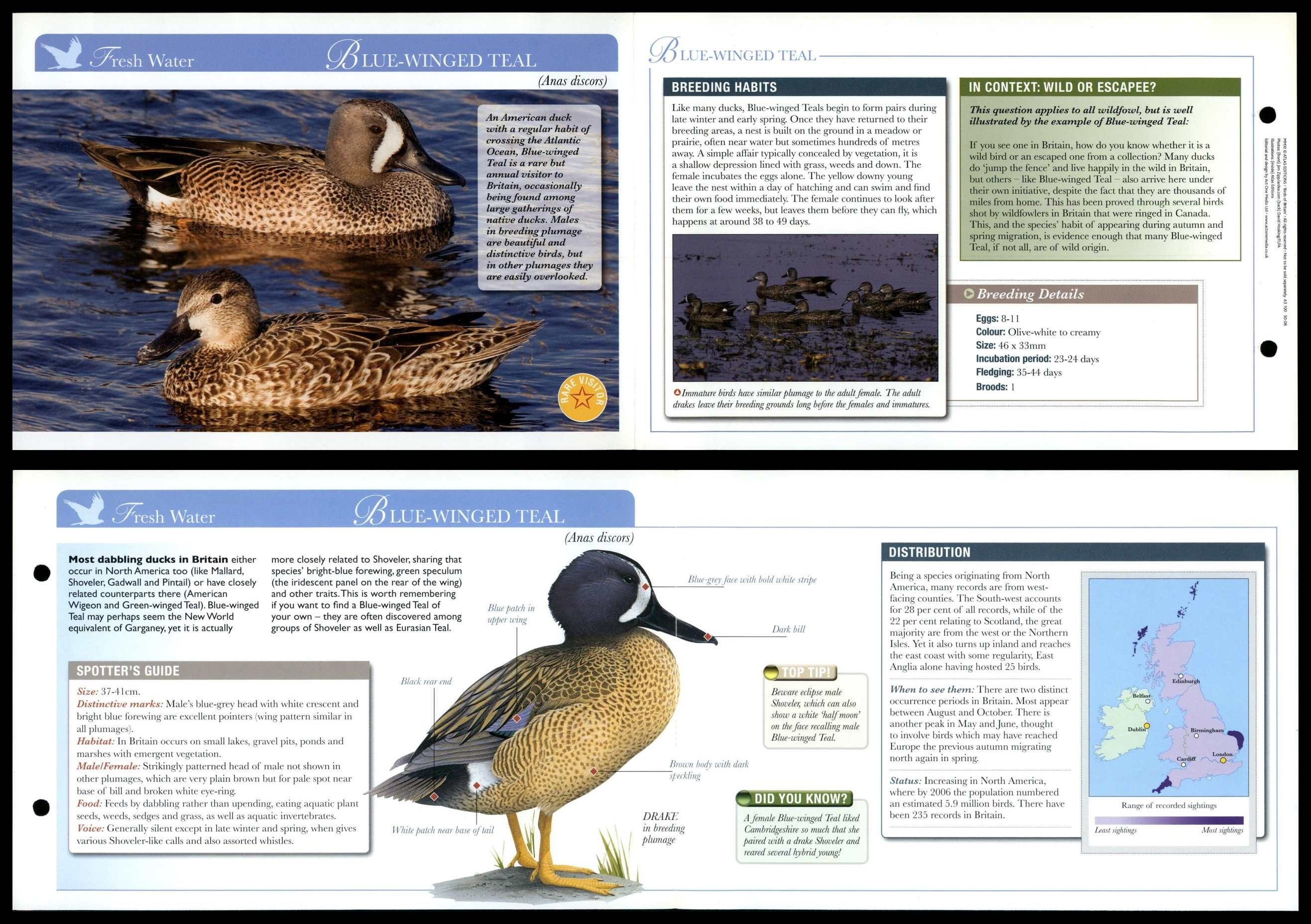 Blue-Winged Teal - Fresh Water - Birds Of Britain Atlas Editions Fold ...