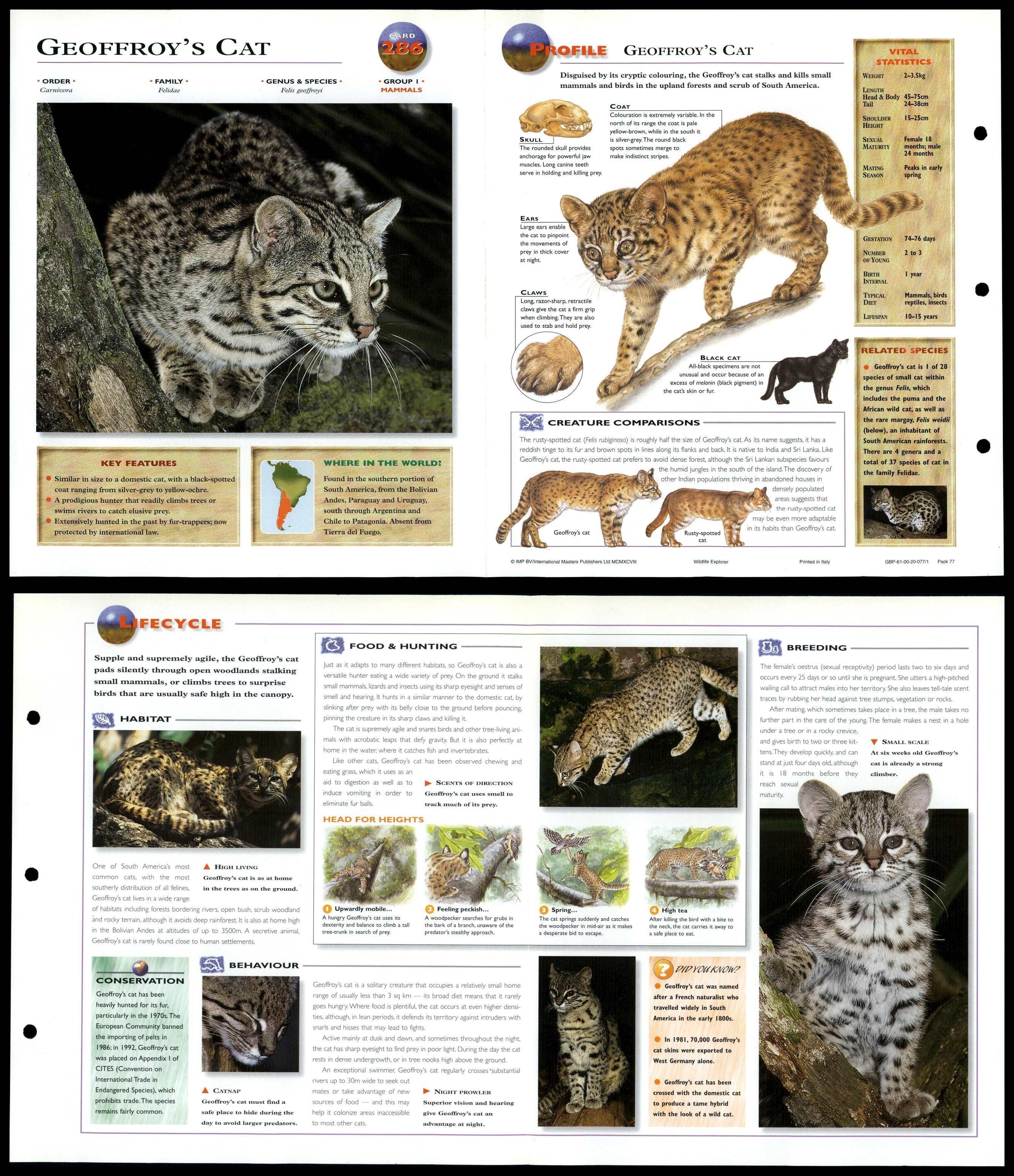 Geoffroy's Cat #286 Mammals - Wildlife Explorer Fold-Out Card