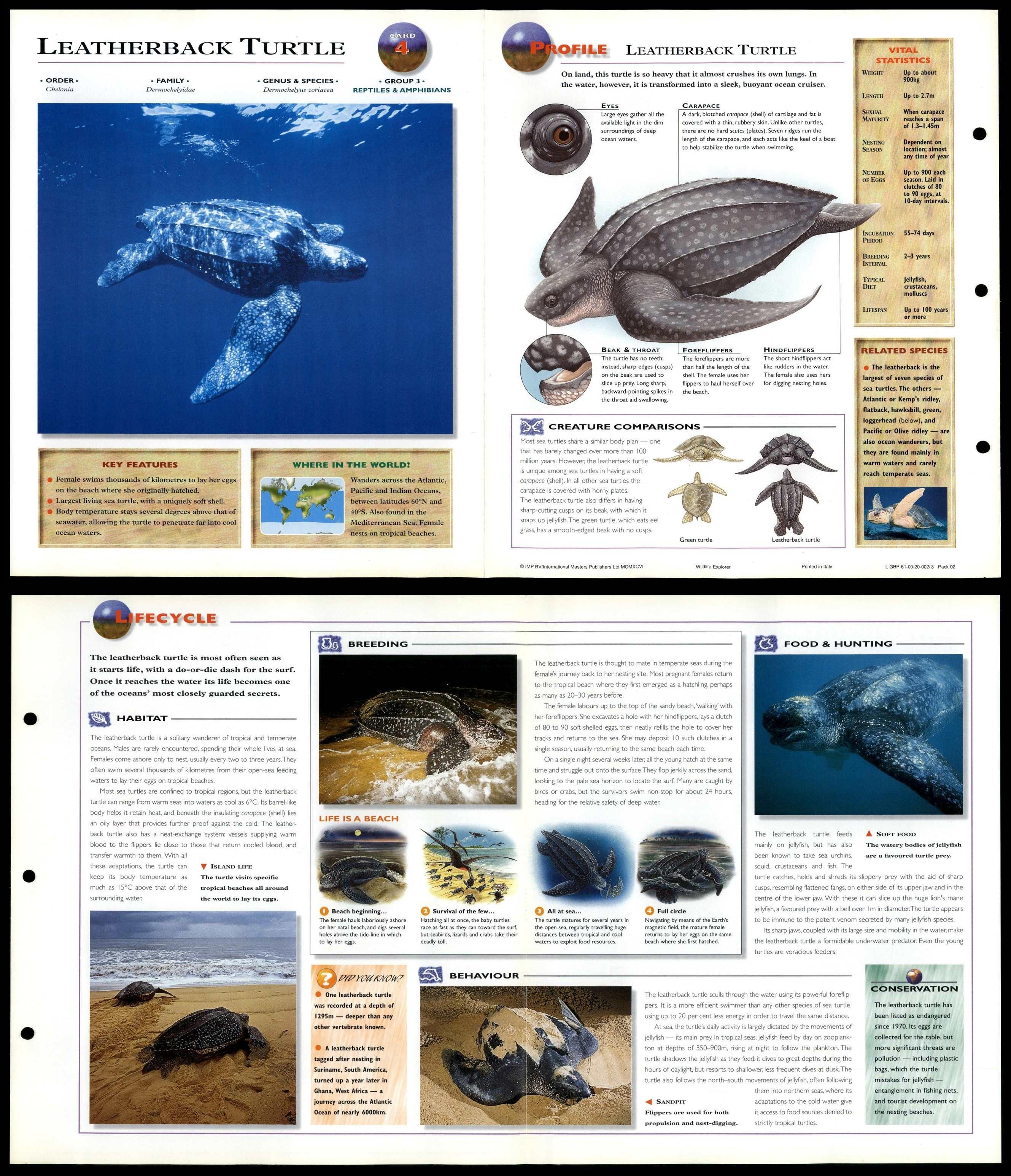 Leatherback Turtle #4 Reptiles - Wildlife Explorer Fold-Out Card