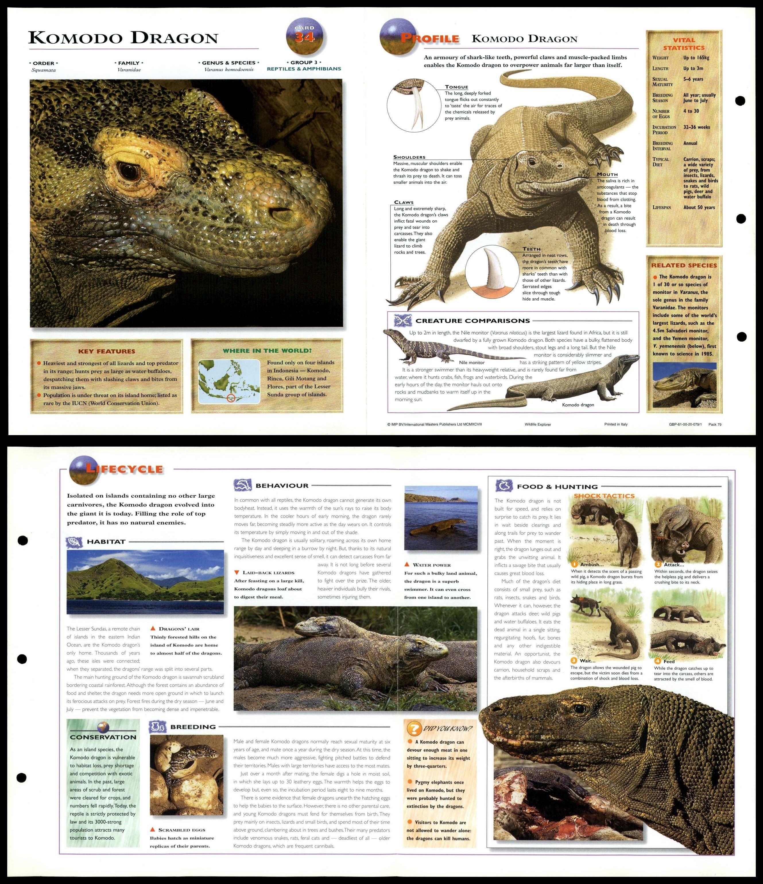 Komodo Dragon #34 Reptiles - Wildlife Explorer Fold-Out Card