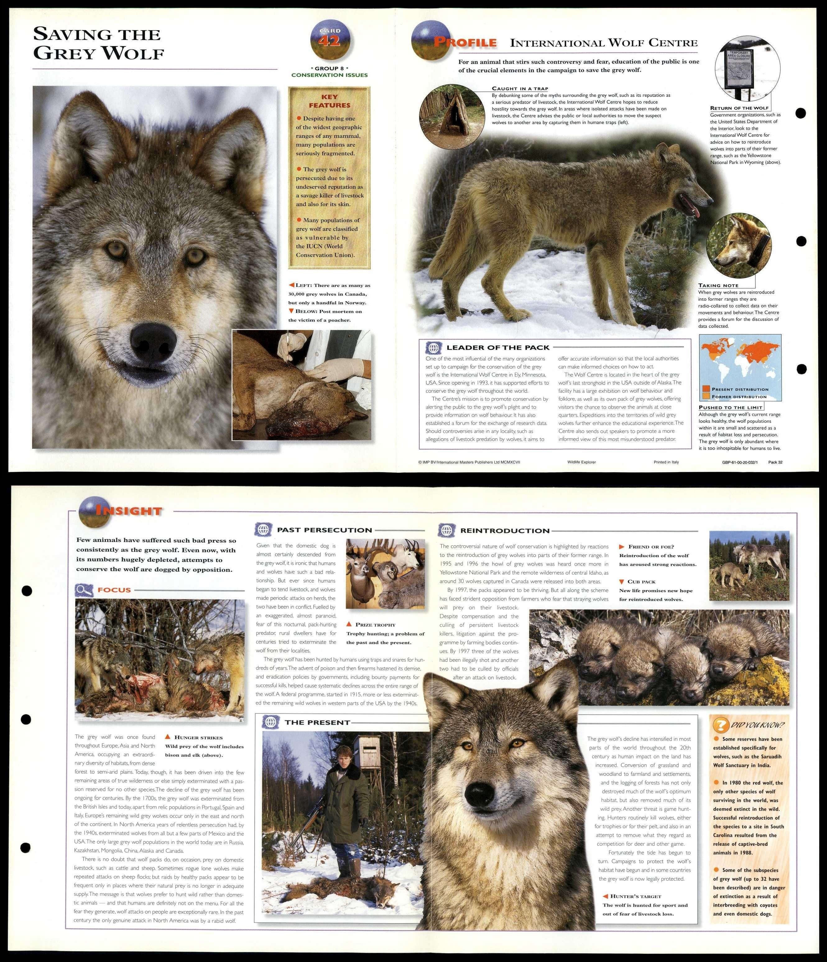 Saving The Grey Wolf #42 Conservation - Wildlife Explorer Fold-Out Card