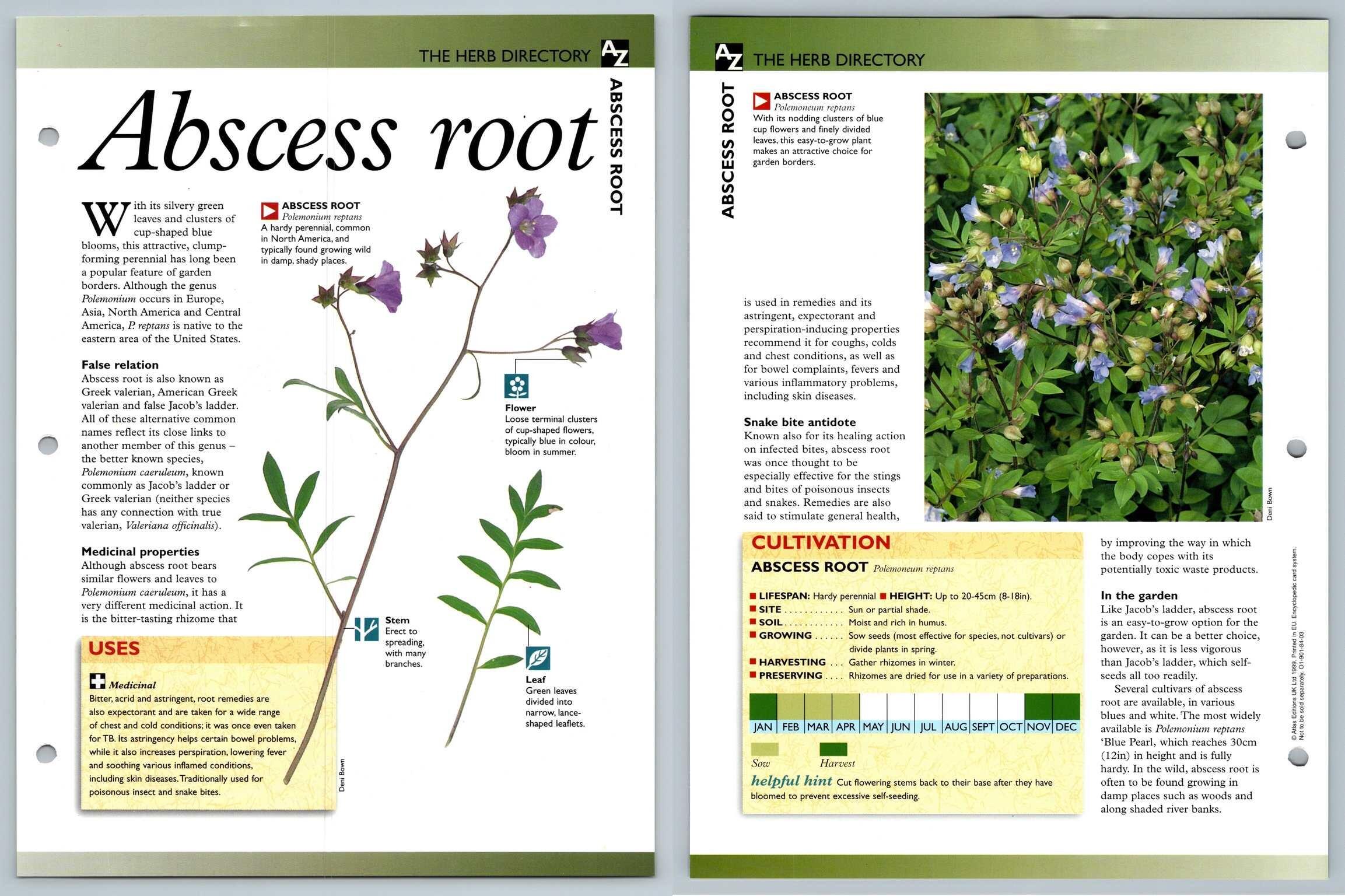 Uncover The Secret History Of "Sci": A Root Word Revelation! - 28vldzc