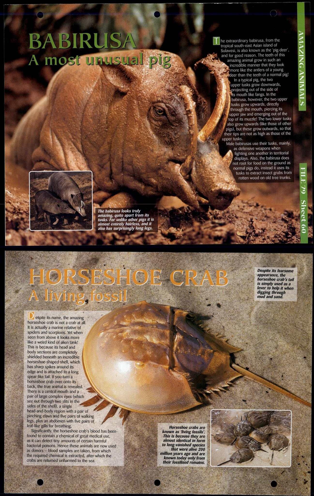 Babirusa / Horseshoe Crab 60 Amazing Animals, Animals, Animals Fact