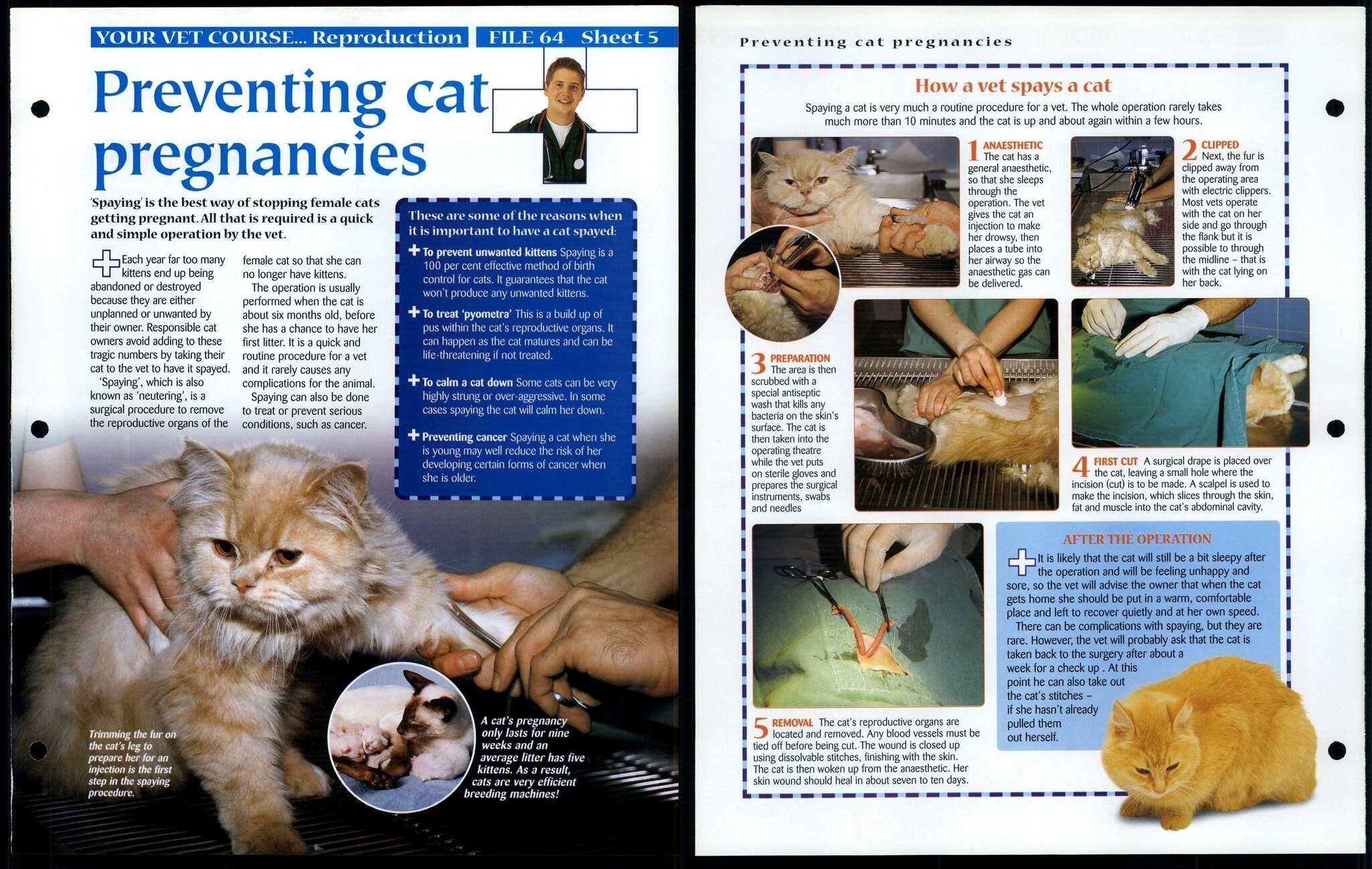 Cat Pregnancies 5 Vet Course Animals Animals Animals Fact File Page