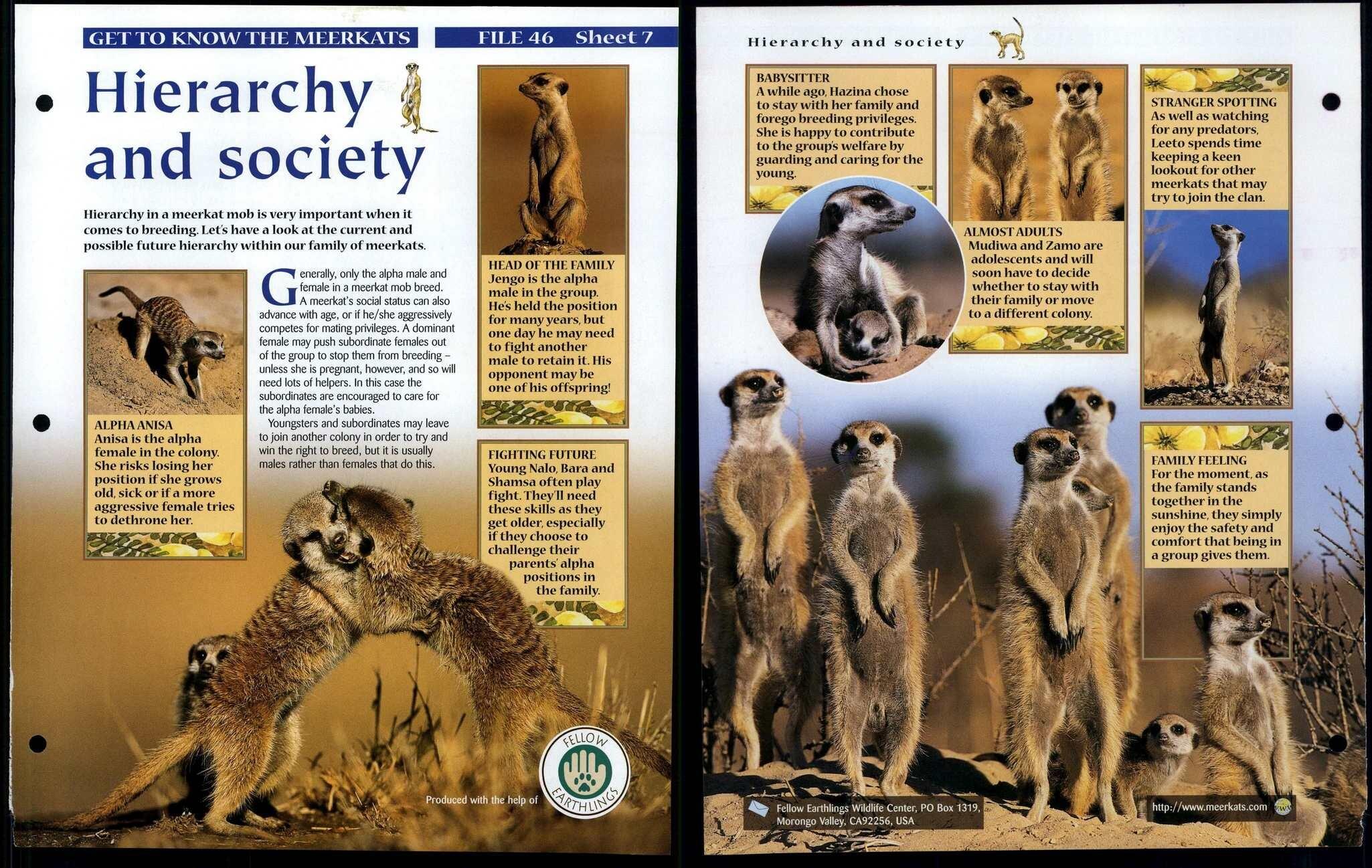 Hierarchy & Society 7 Get To Know Animals, Animals, Animals Fact File Page