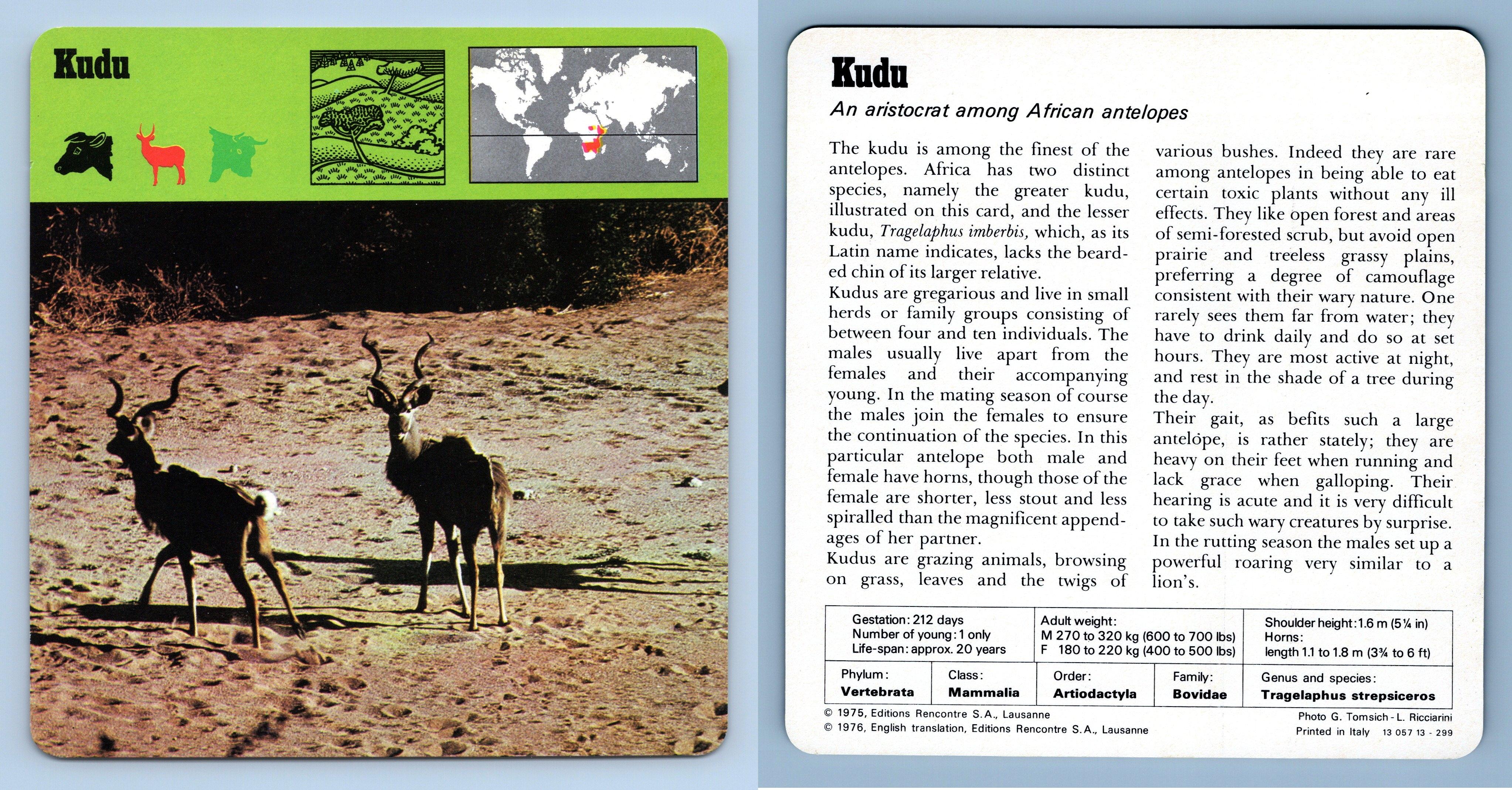 Kudu - Mammals - 1970's Rencontre Safari Wildlife Card