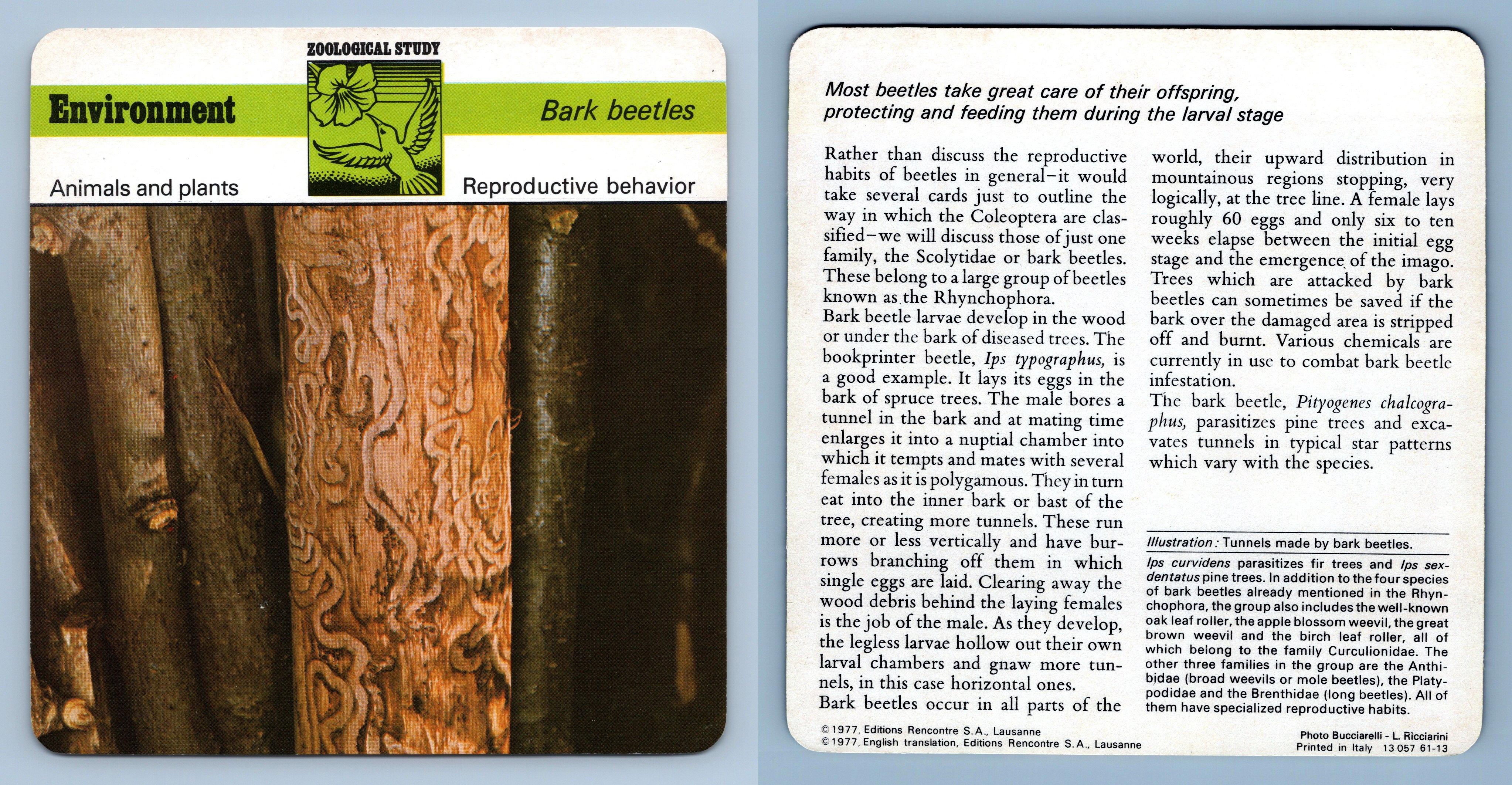 Repro. Behavior Bark Beetles Zoological Study Environment Safari