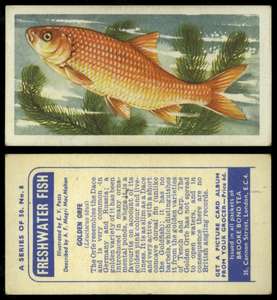 No.9 Döbel Süßwasser Fisch Brooke Bond & Co.1960 