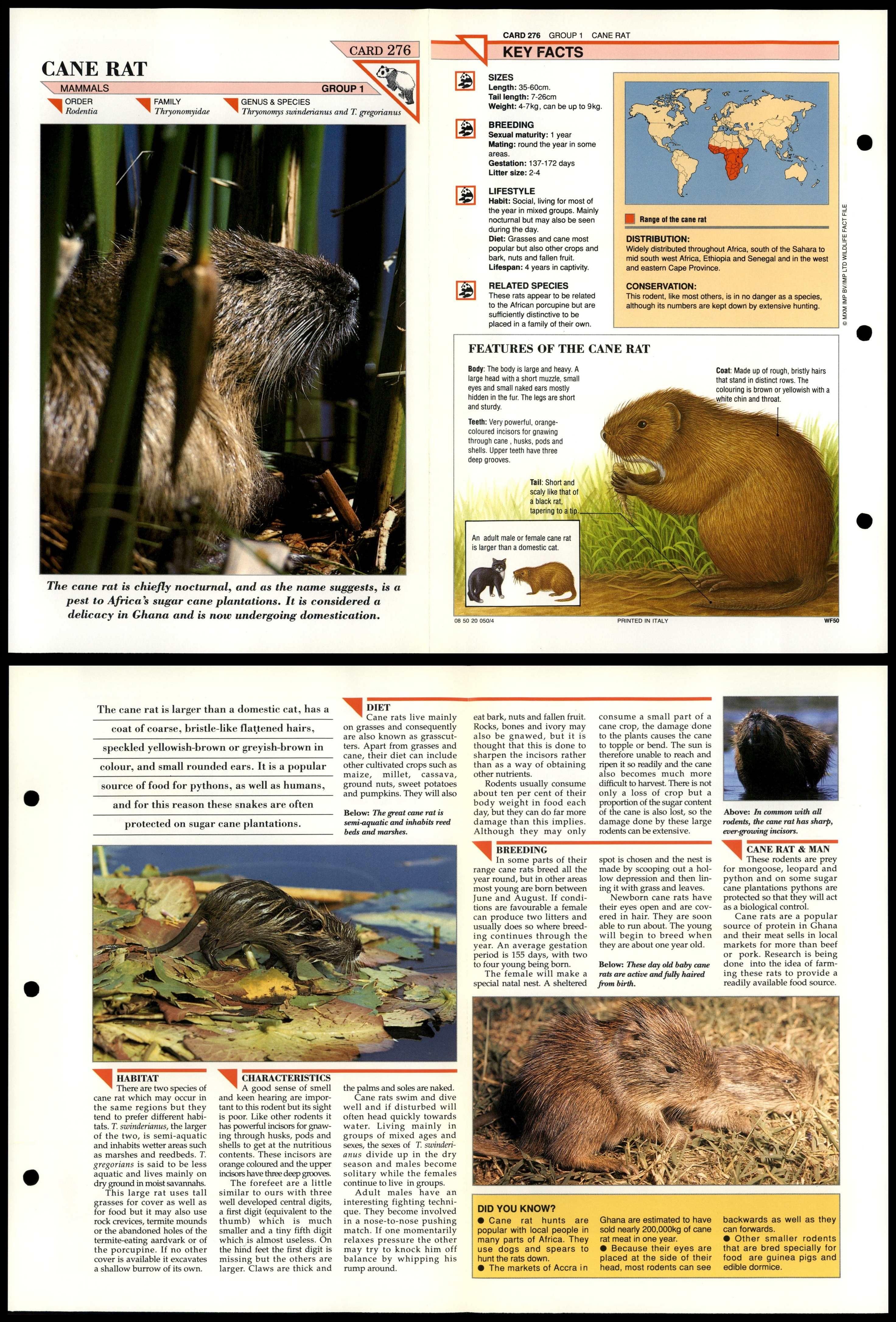 Cane Rat 276 Mammals Wildlife Fact File FoldOut Card