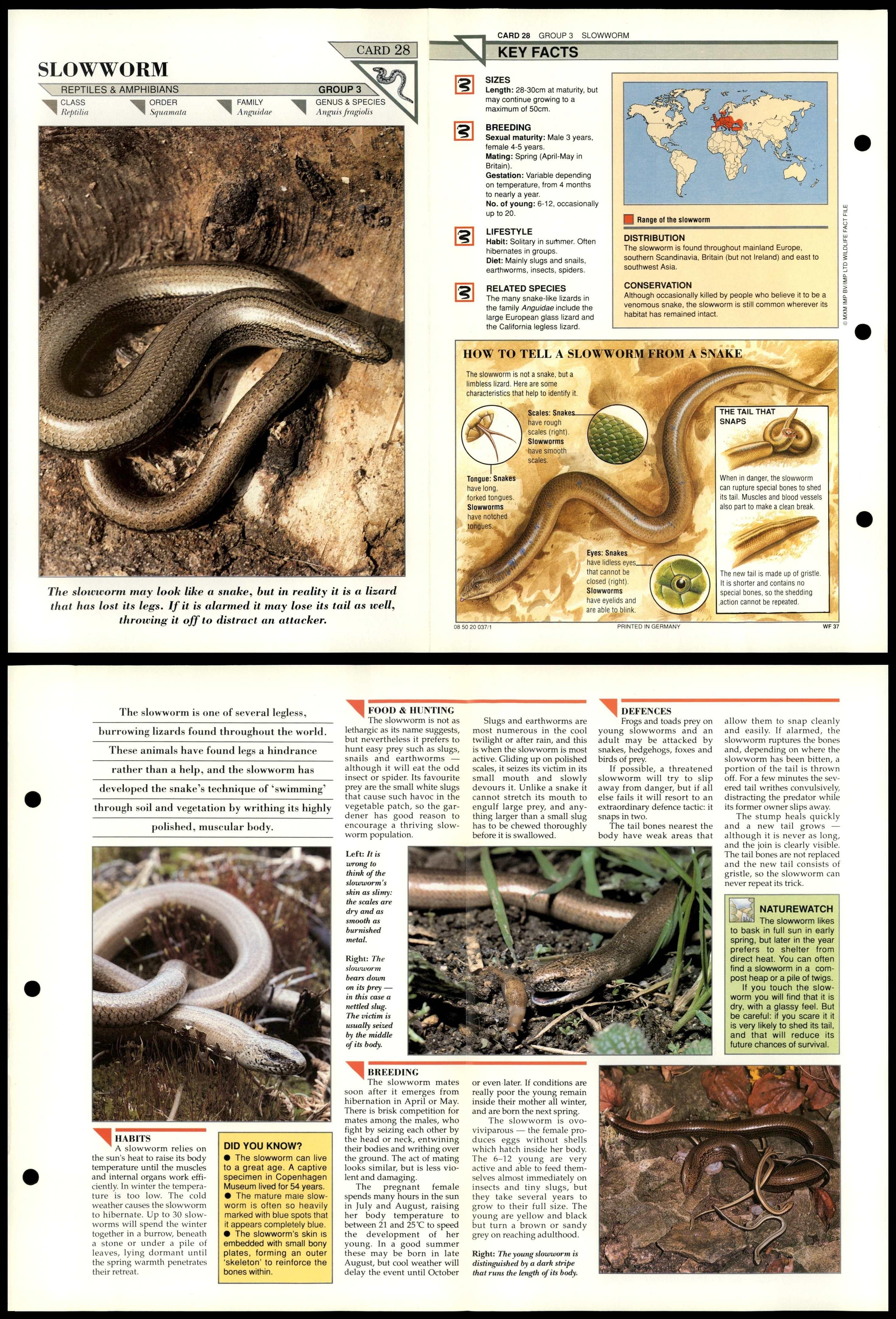 Slow Worm #28 Reptiles Wildlife Fact File Fold-Out Card