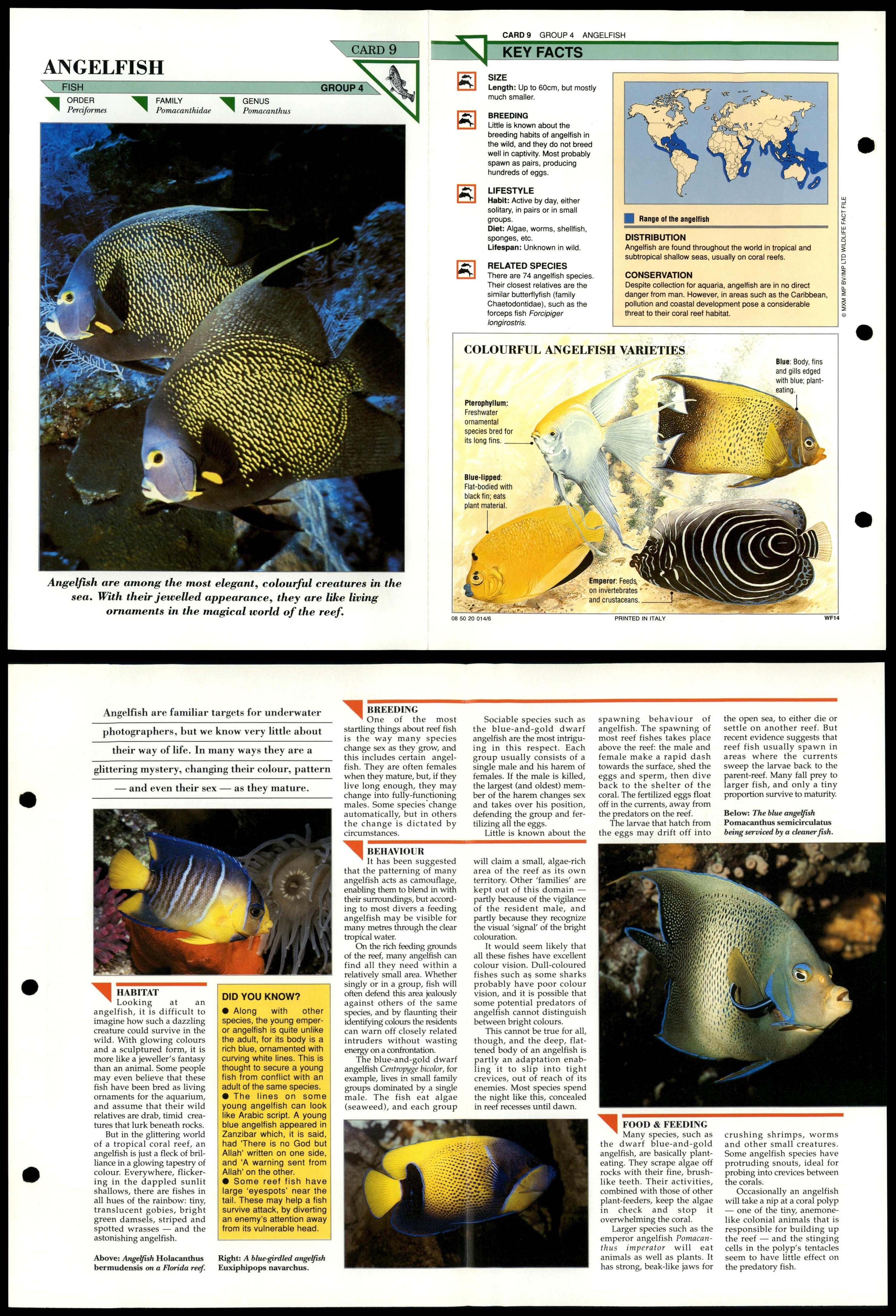 Angelfish 9 Fish Wildlife Fact File FoldOut Card