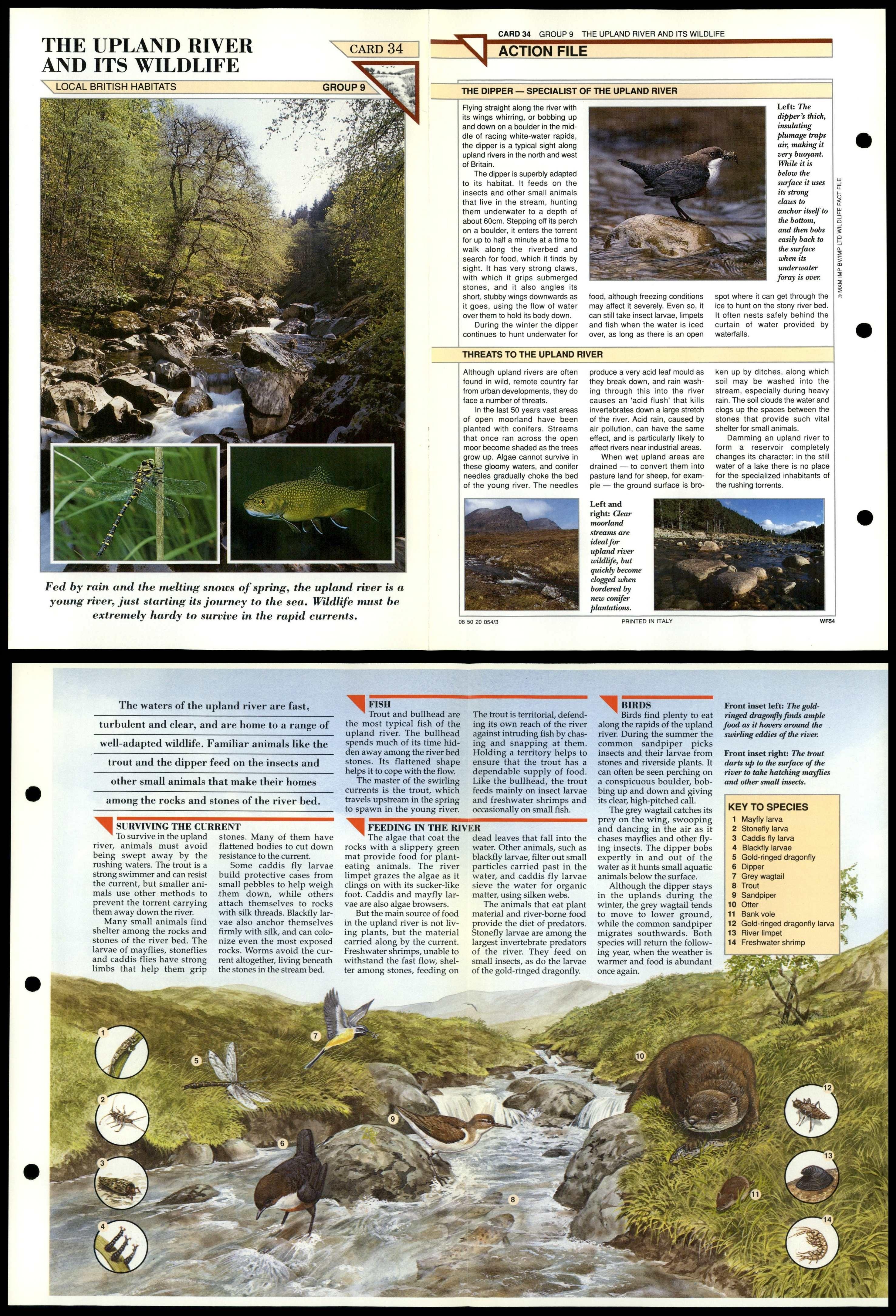 Upland River And Its Wildlife 34 Habitats Wildlife Fact File FoldOut Card