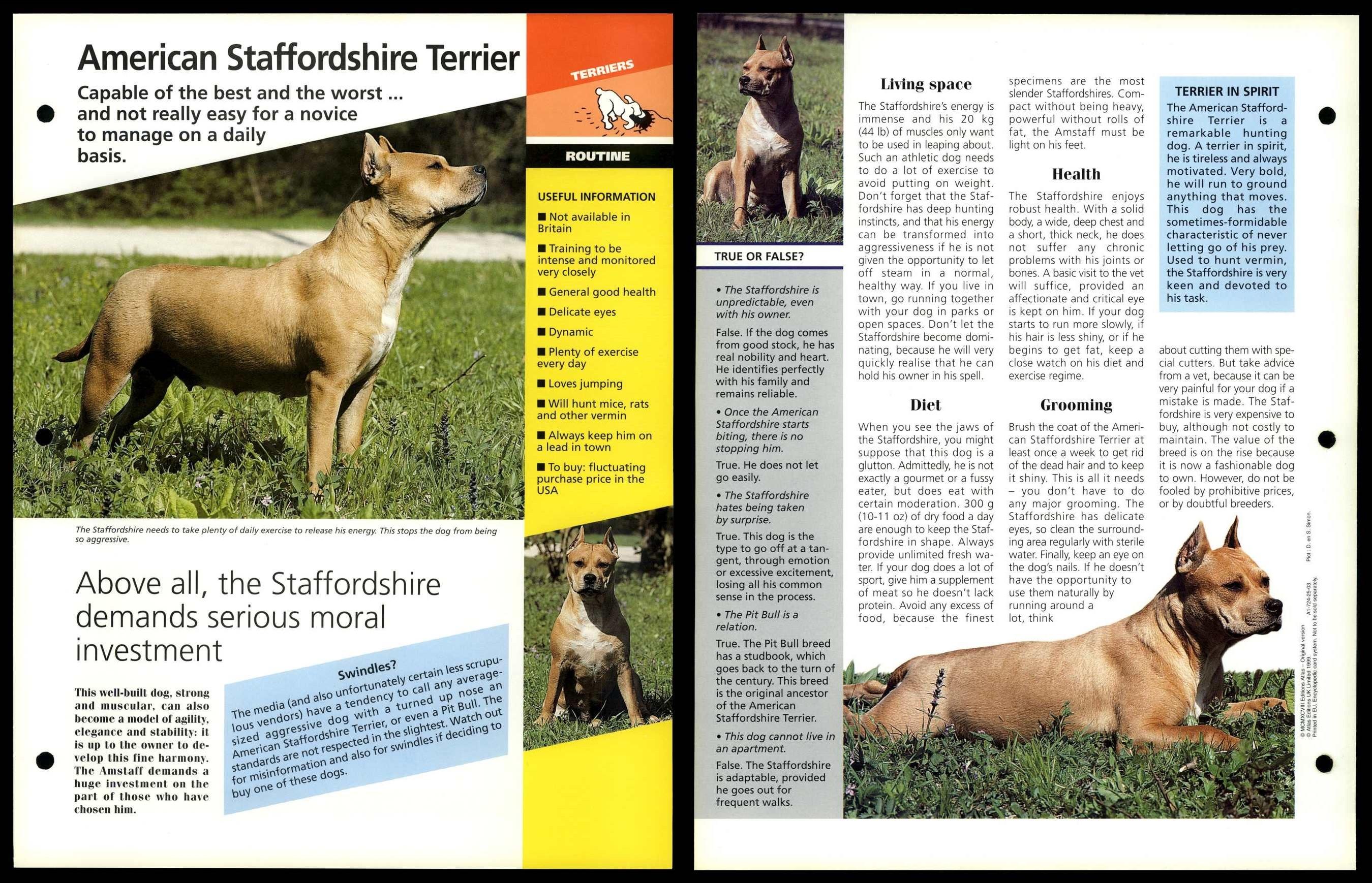 Best top amstaff breeders