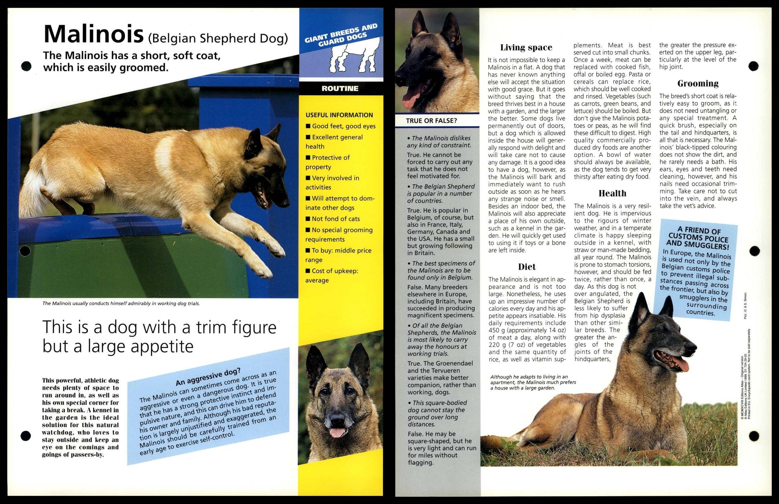 Belgian malinois 2025 price range