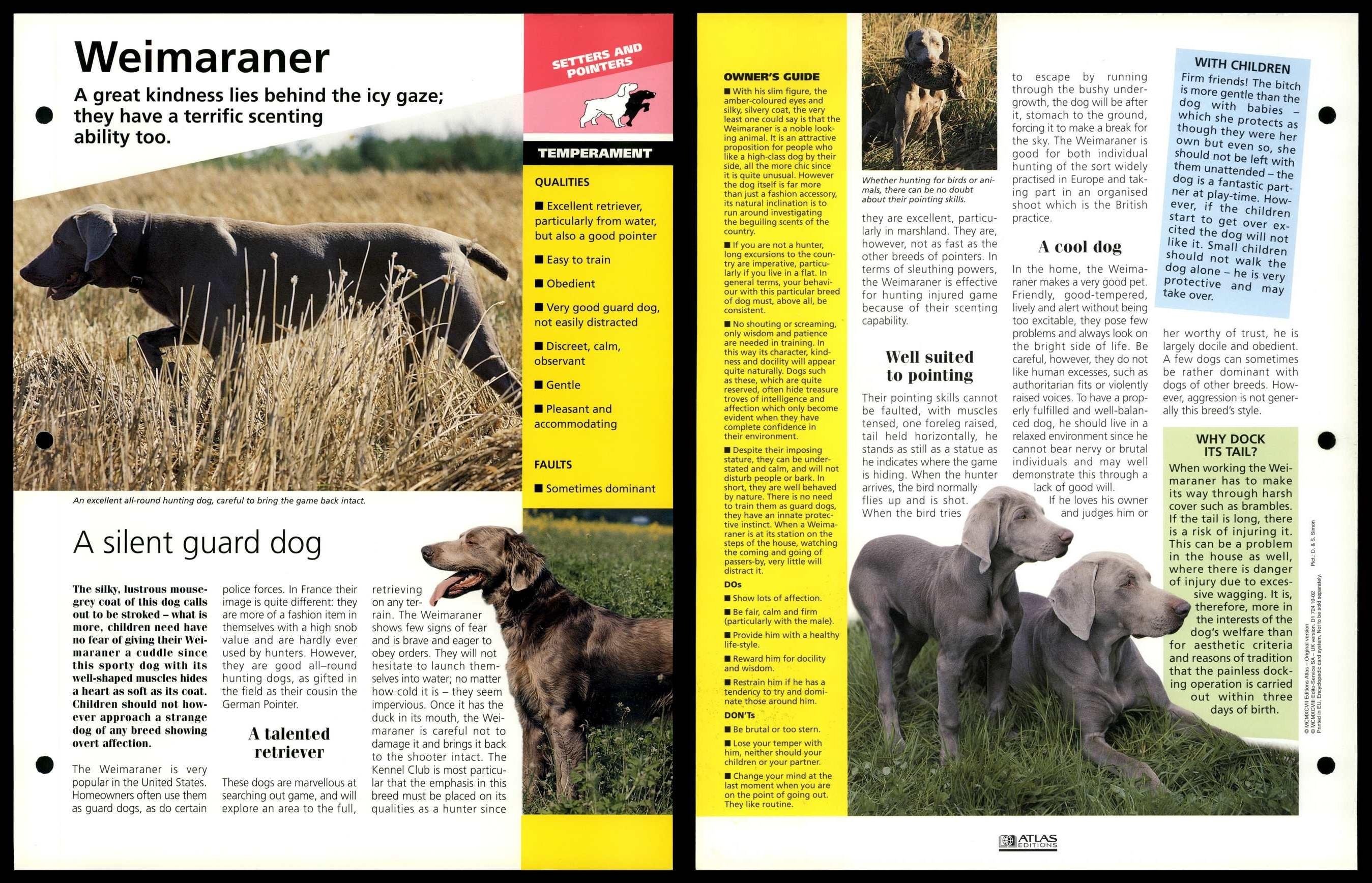 Weimaraner Temperament Dogs Of The World Atlas Fact File Card