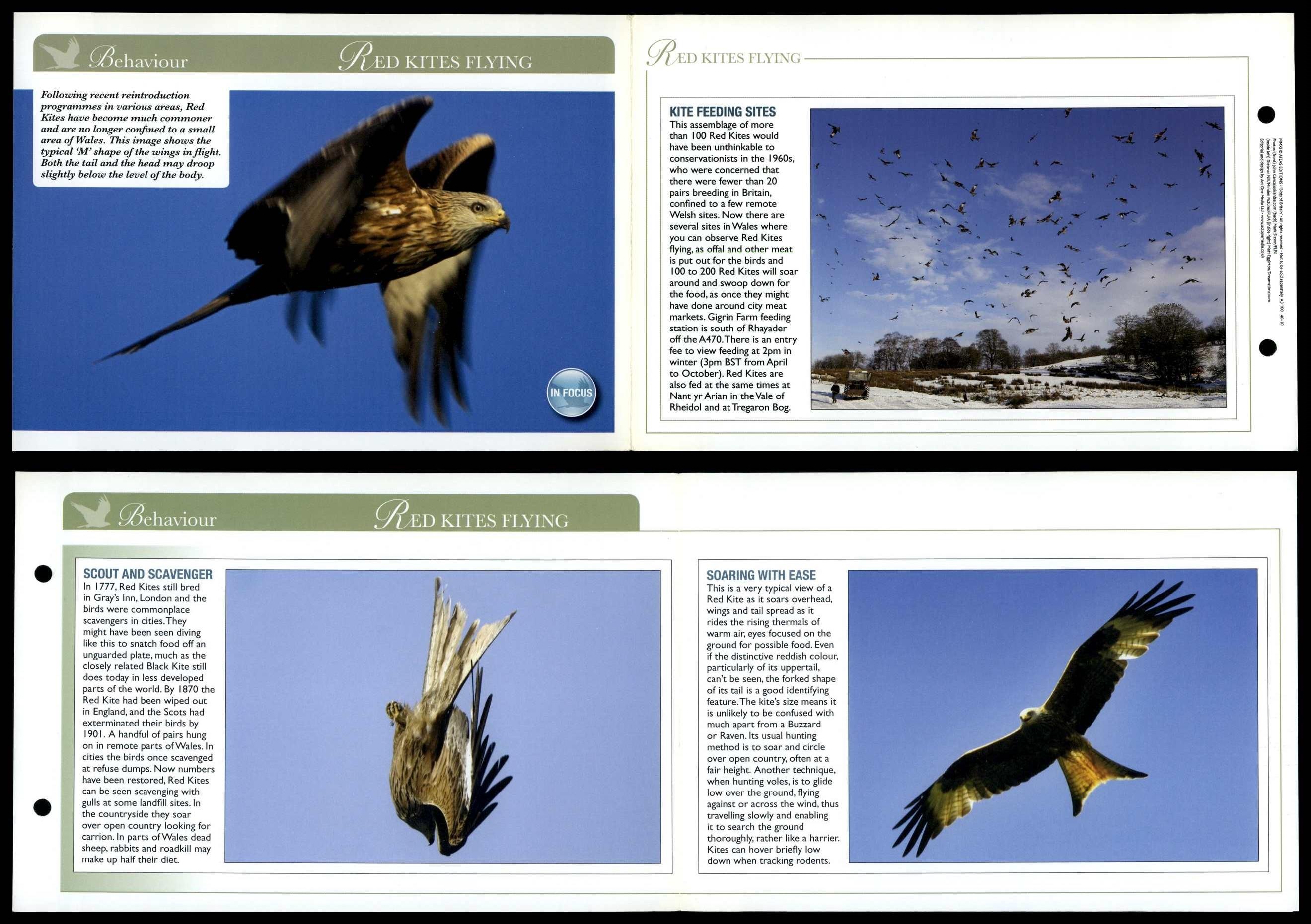 Red Kites Flying Behaviour Birds Of Britain Atlas Editions Fold Out