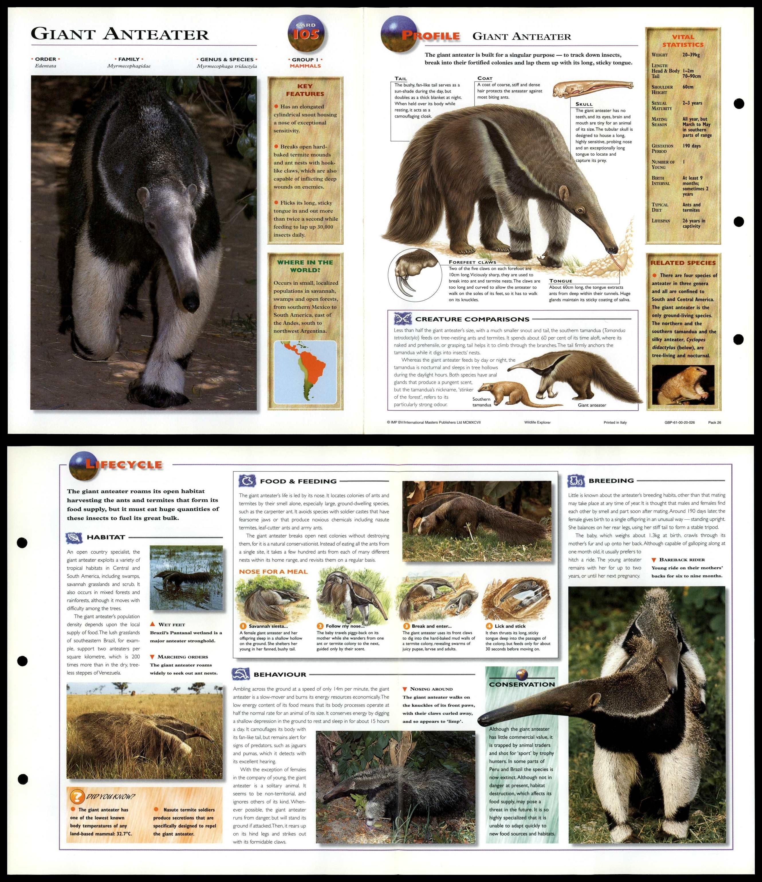 Walrus Huddles:  Why These Giant Mammals Crowd Together - vd8t3q7