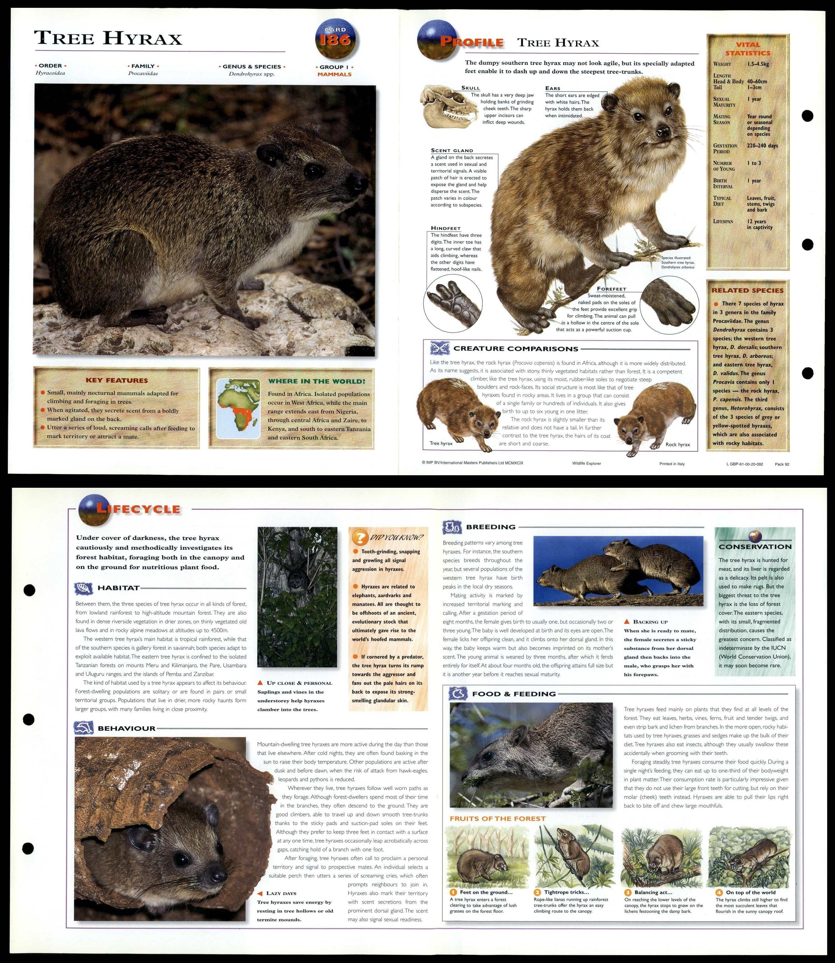 Tree Hyrax #186 Mammals - Wildlife Explorer Fold-Out Card