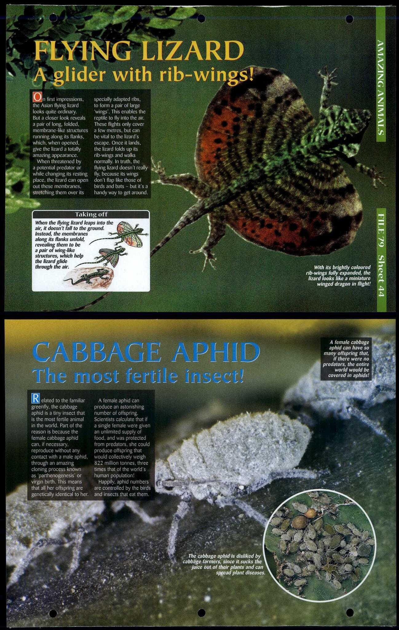 Section 8 : Amazing Animals