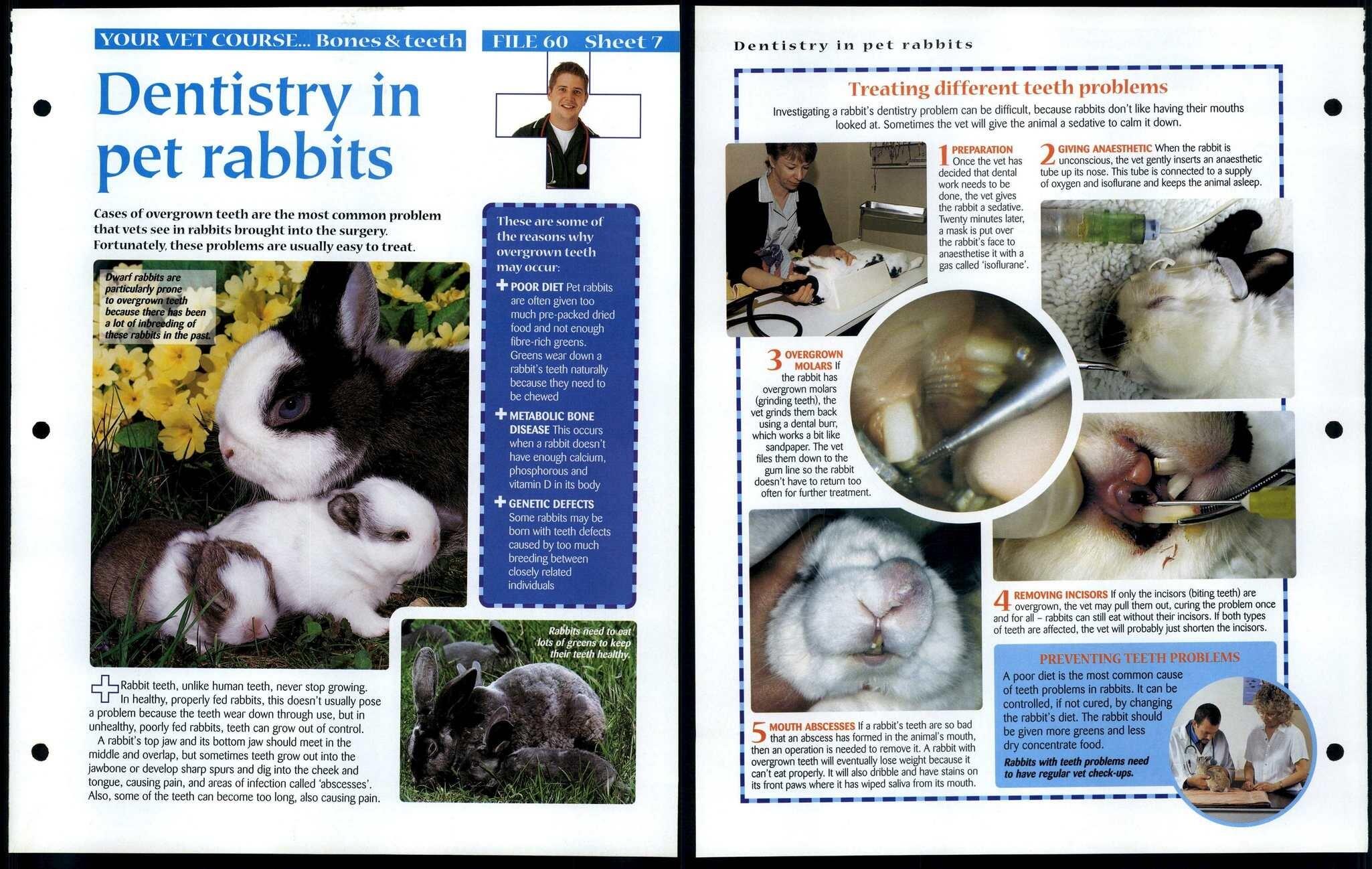 Dentistry In Rabbits 7 Vet Course Animals, Animals, Animals Fact File Page