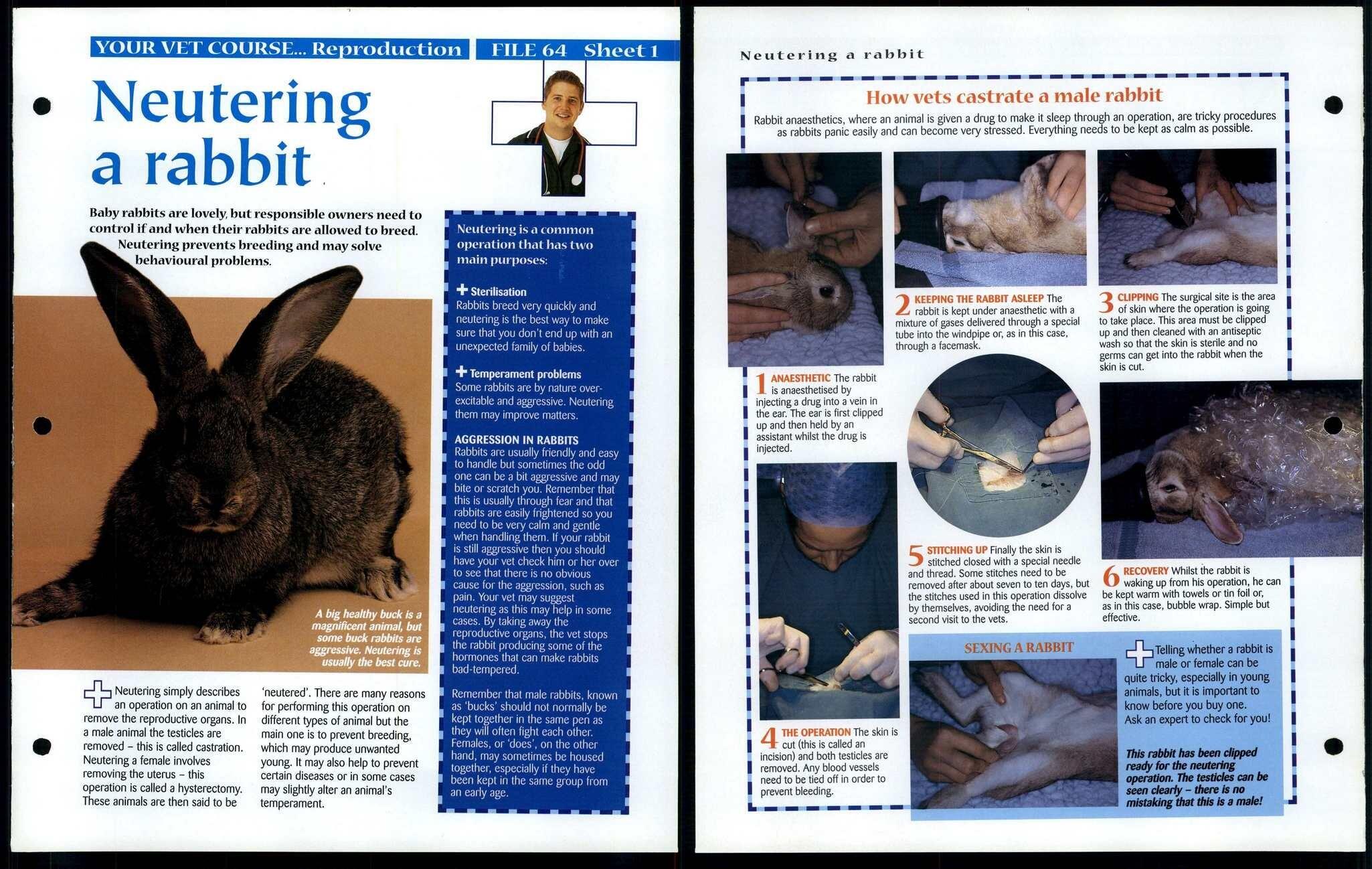 Neutering A Rabbit 1 Vet Course Animals, Animals, Animals Fact File Page