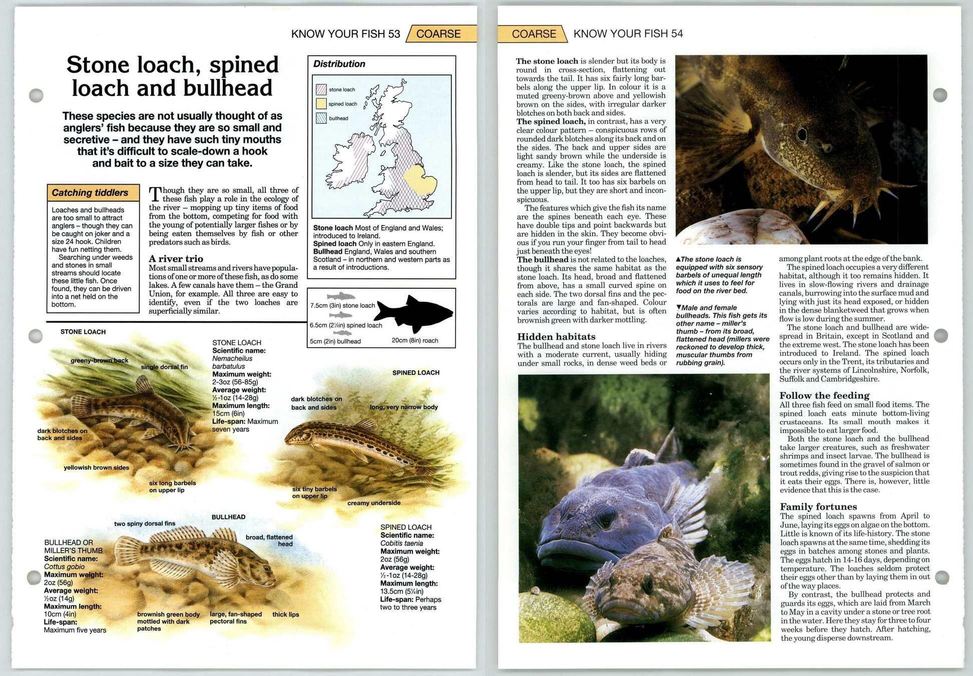 Stone Loach - Coarse Know Your Fish - The Art Of Fishing Page