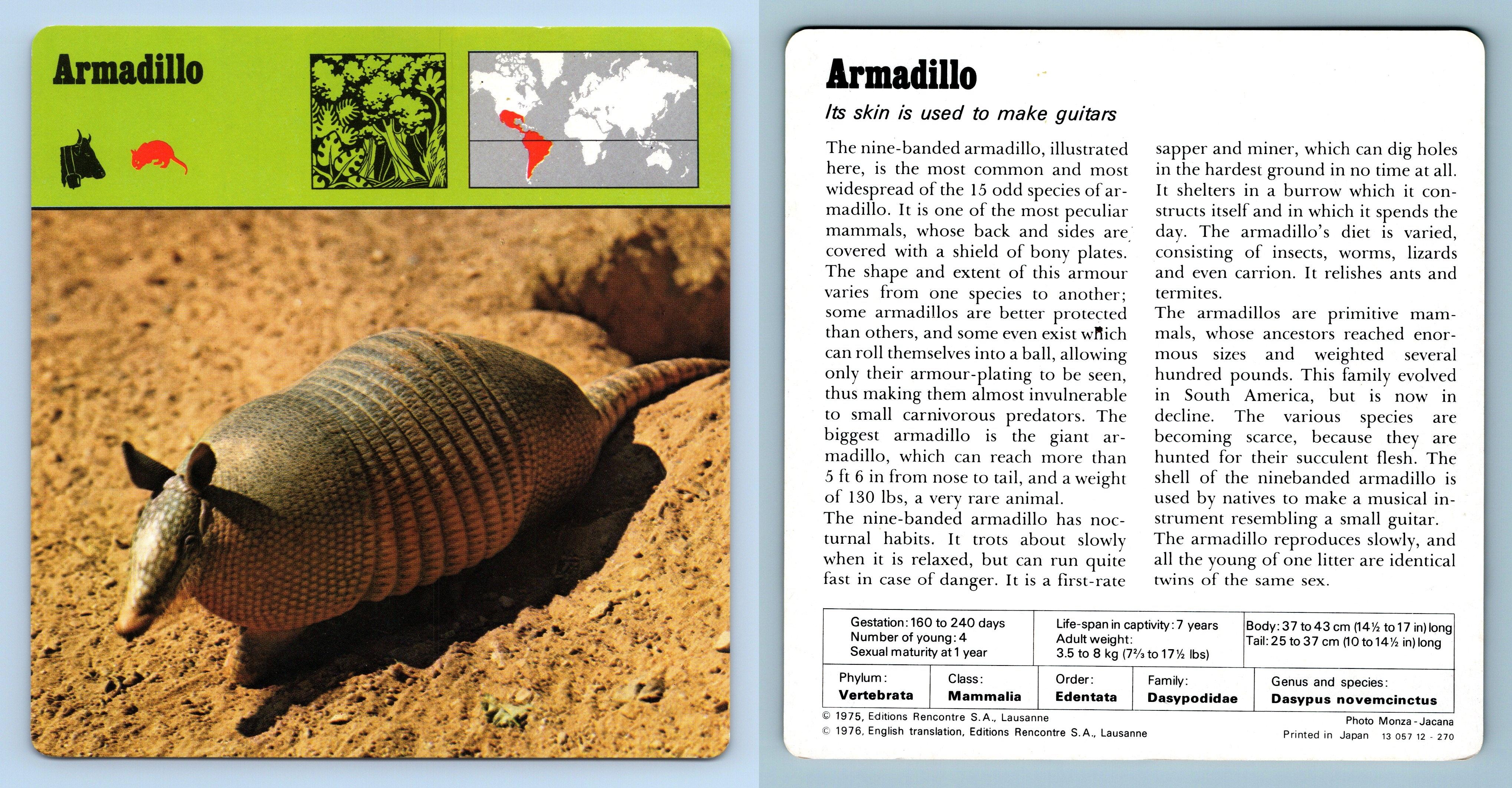 Armadillo - Mammals - 1970's Rencontre Safari Wildlife Card
