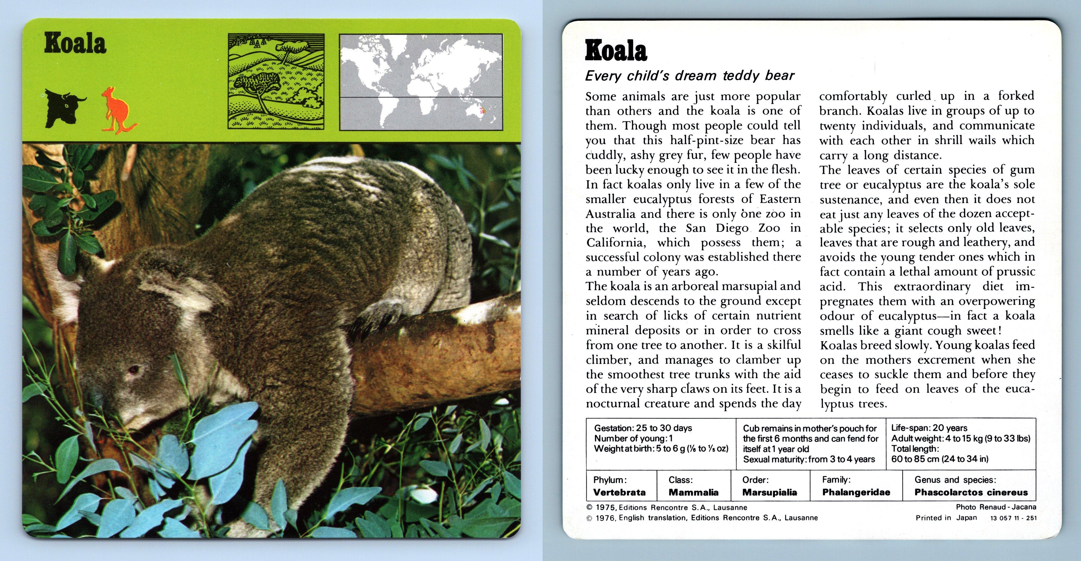 Koala Mammals 1970's Rencontre Safari Wildlife Card