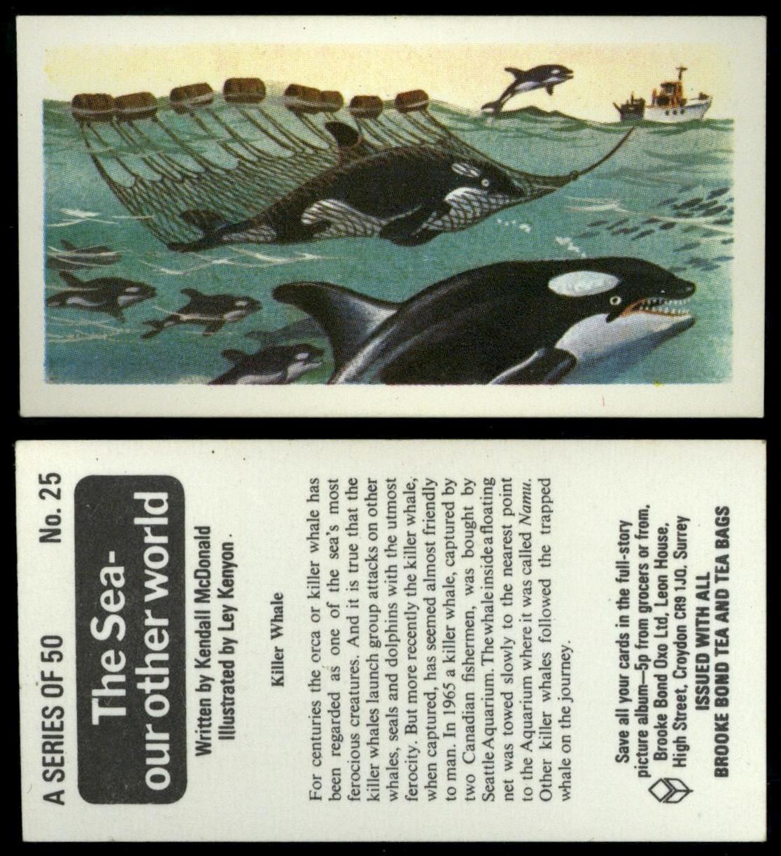 Killer Whale #25 The Sea Our Other World 1974 Brooke Bond Tea Card
