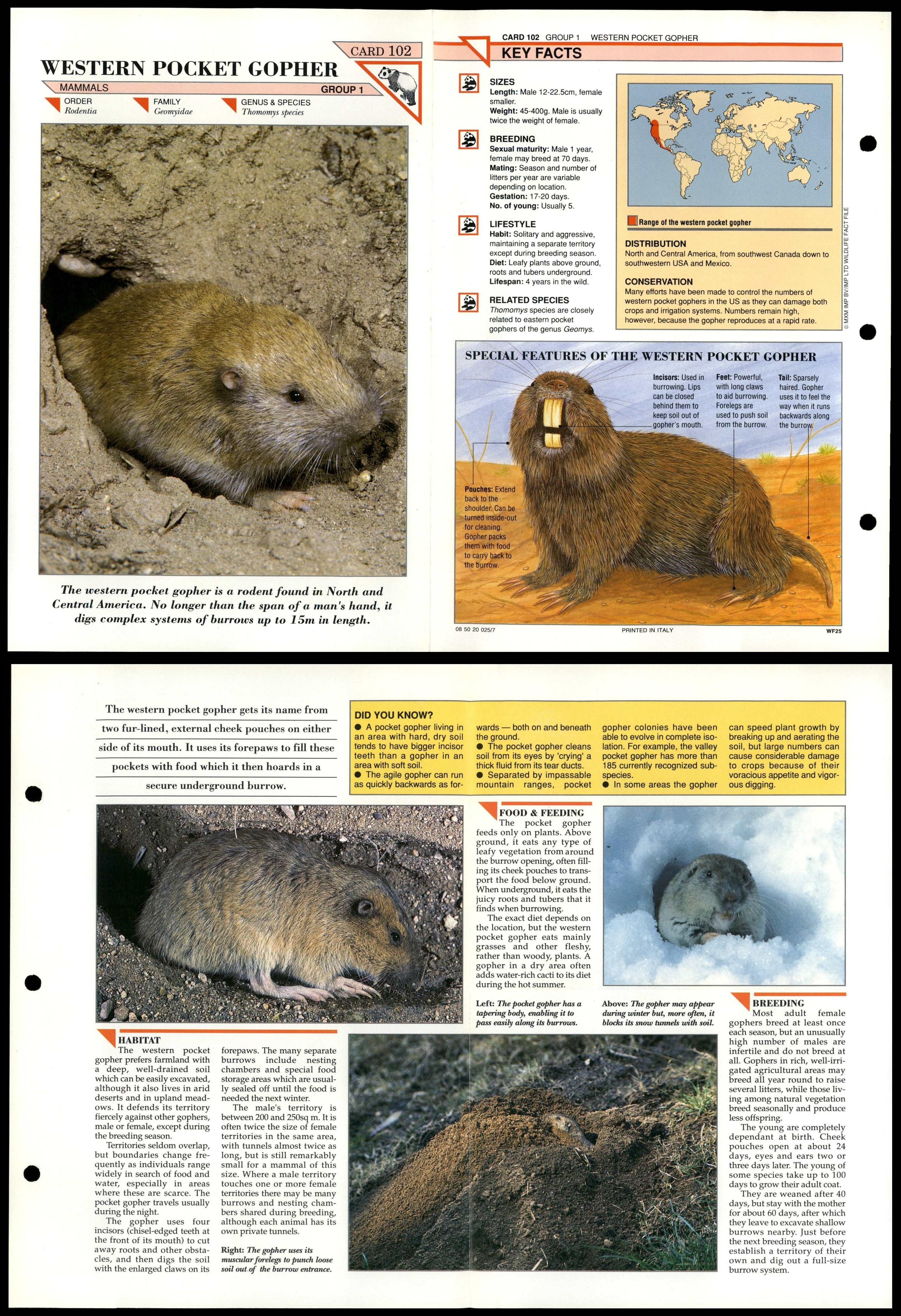 Western Pocket Gopher 102 Mammals Wildlife Fact File FoldOut Card