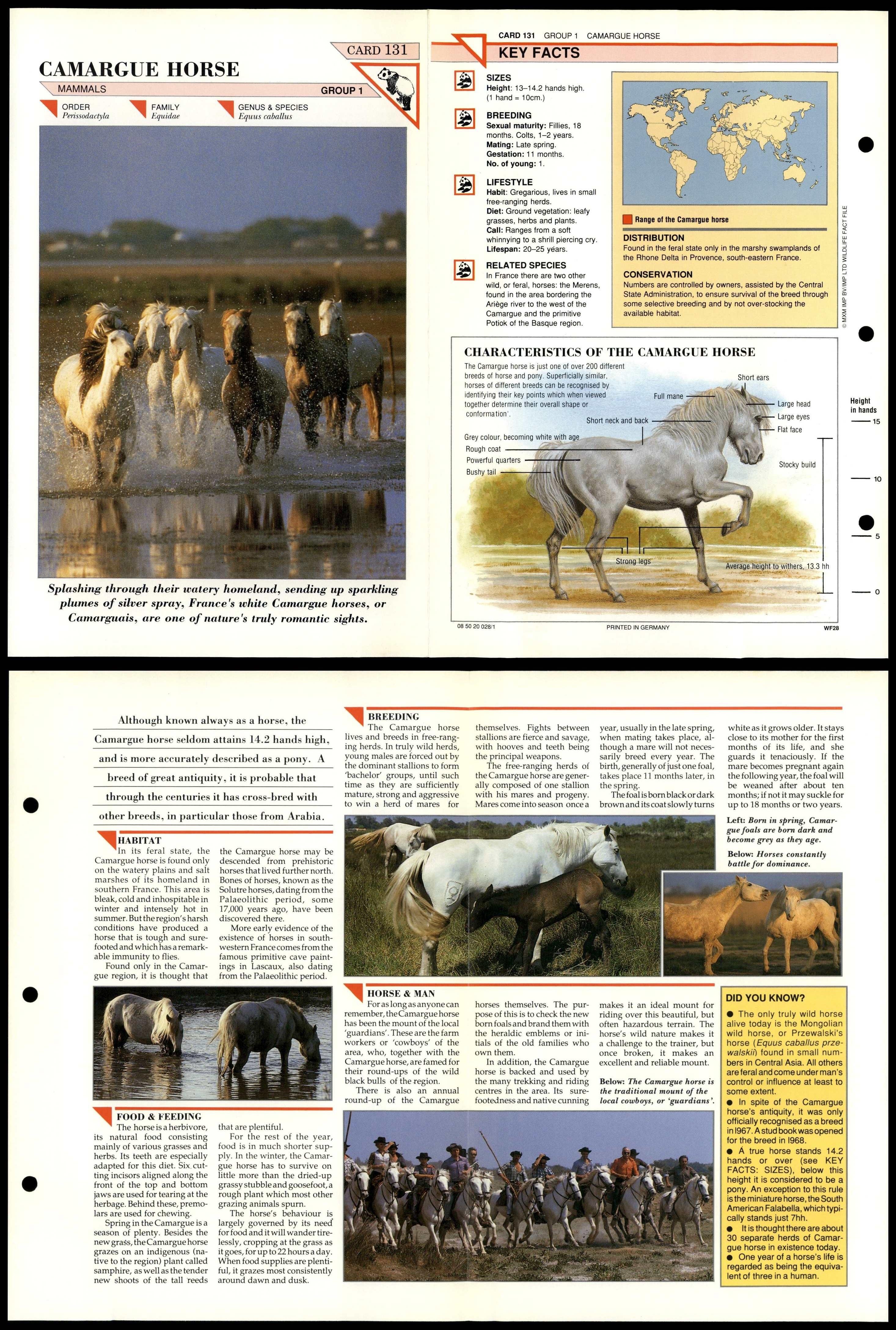 Camargue Horse #131 Mammals Wildlife Fact File Fold-Out Card