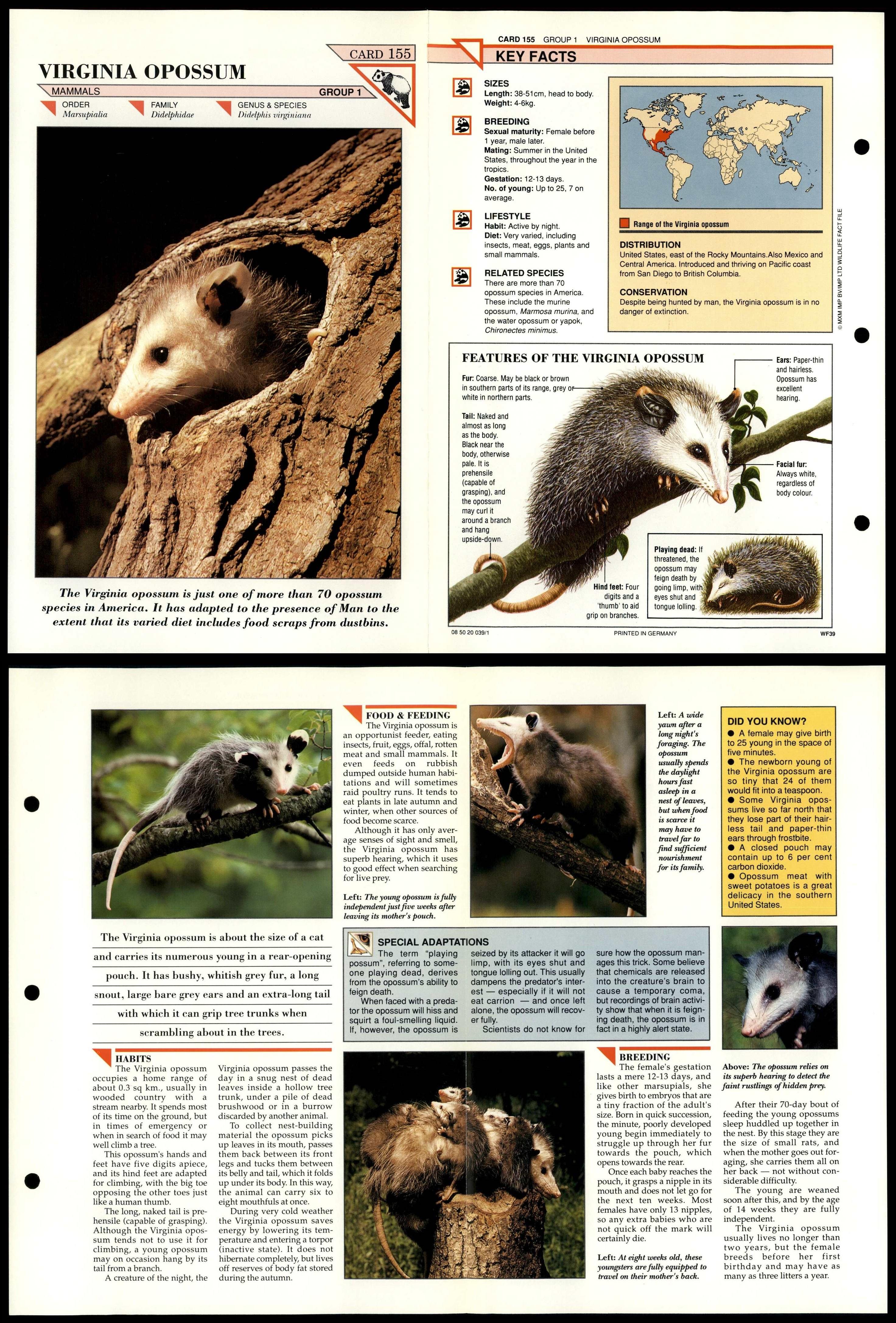 Virginia Opossum #155 Mammals Wildlife Fact File Fold-Out Card