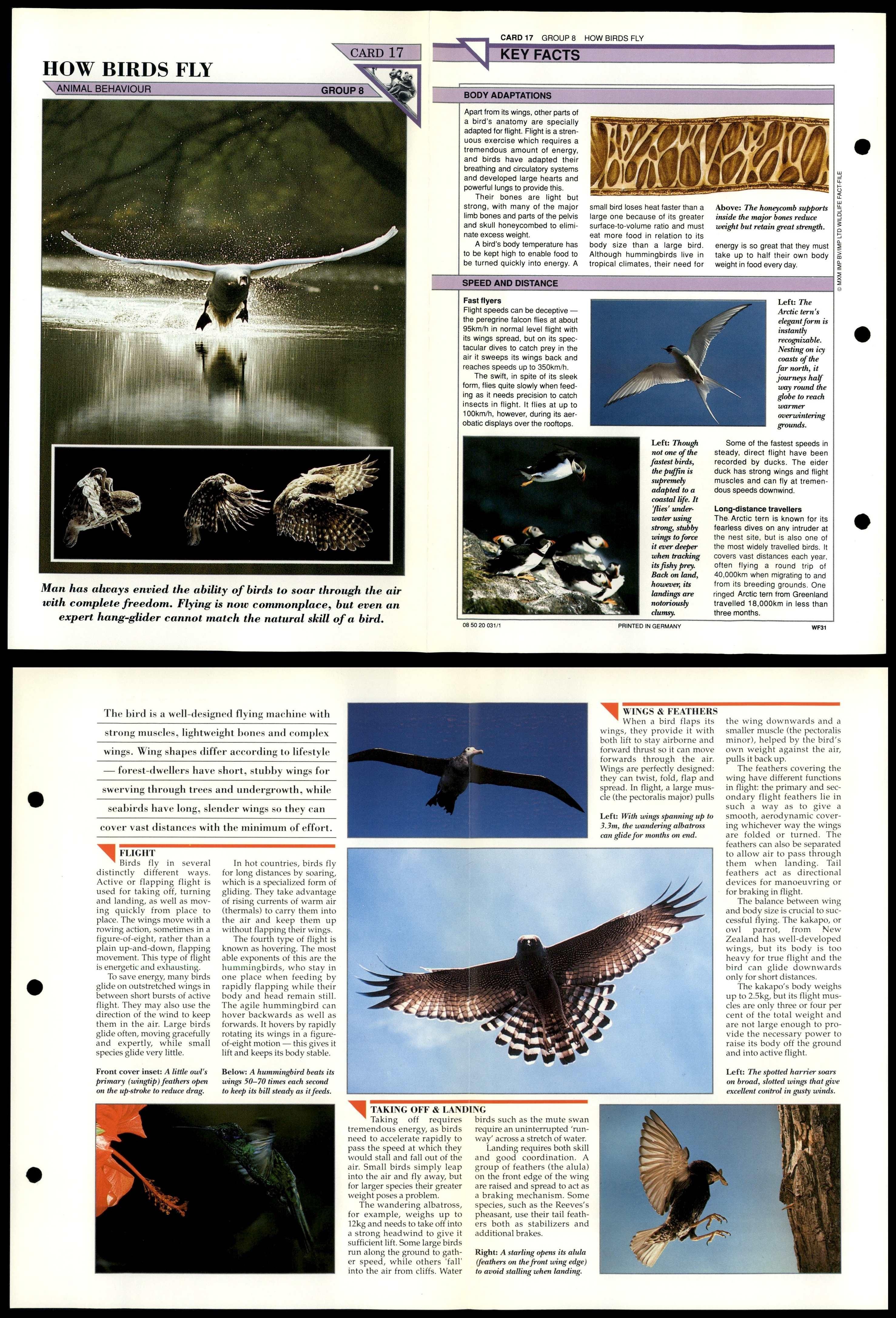 How Birds Fly #17 Behaviour Wildlife Fact File Fold-Out Card