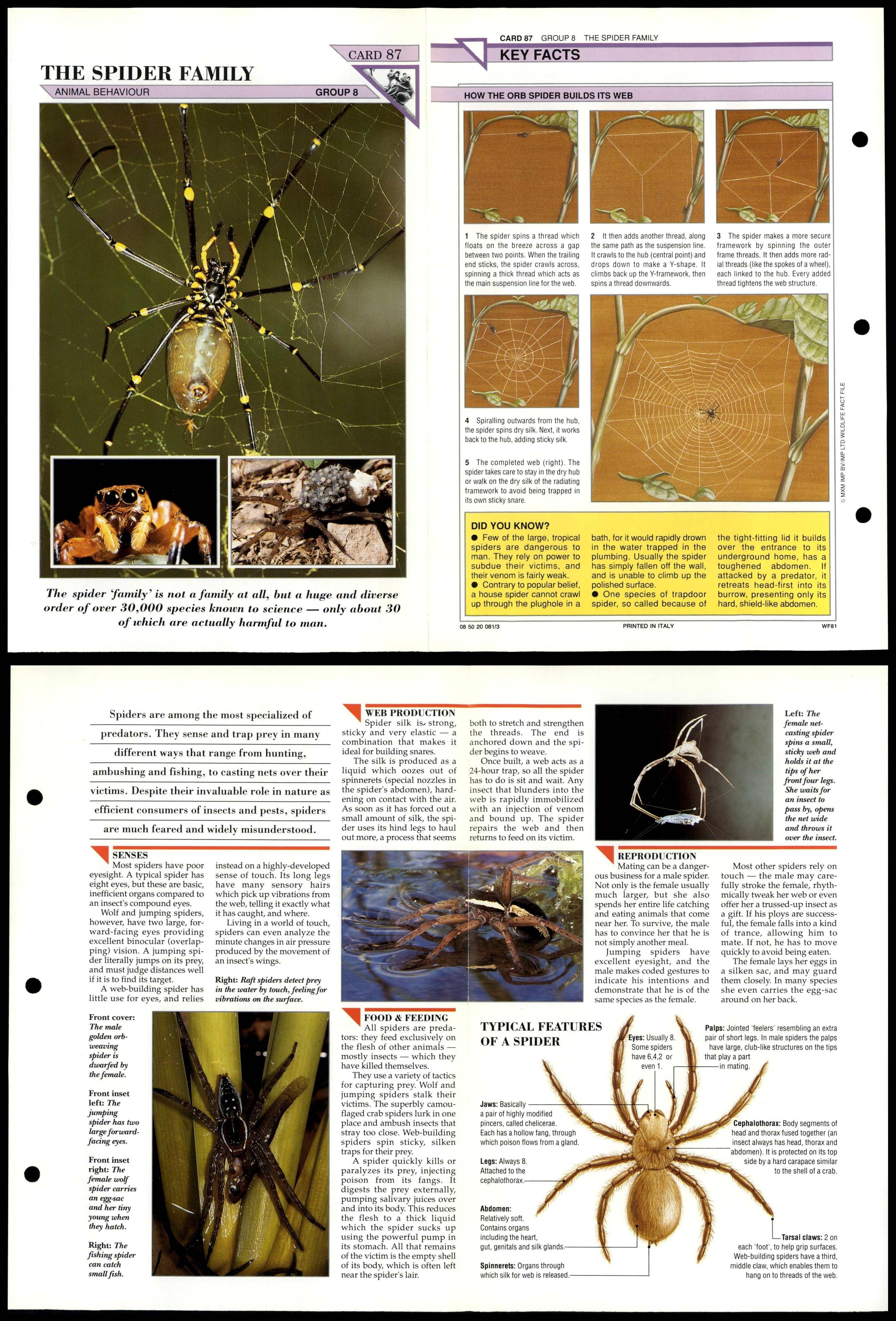 The Spider Family #87 Behaviour Wildlife Fact File Fold-Out Card