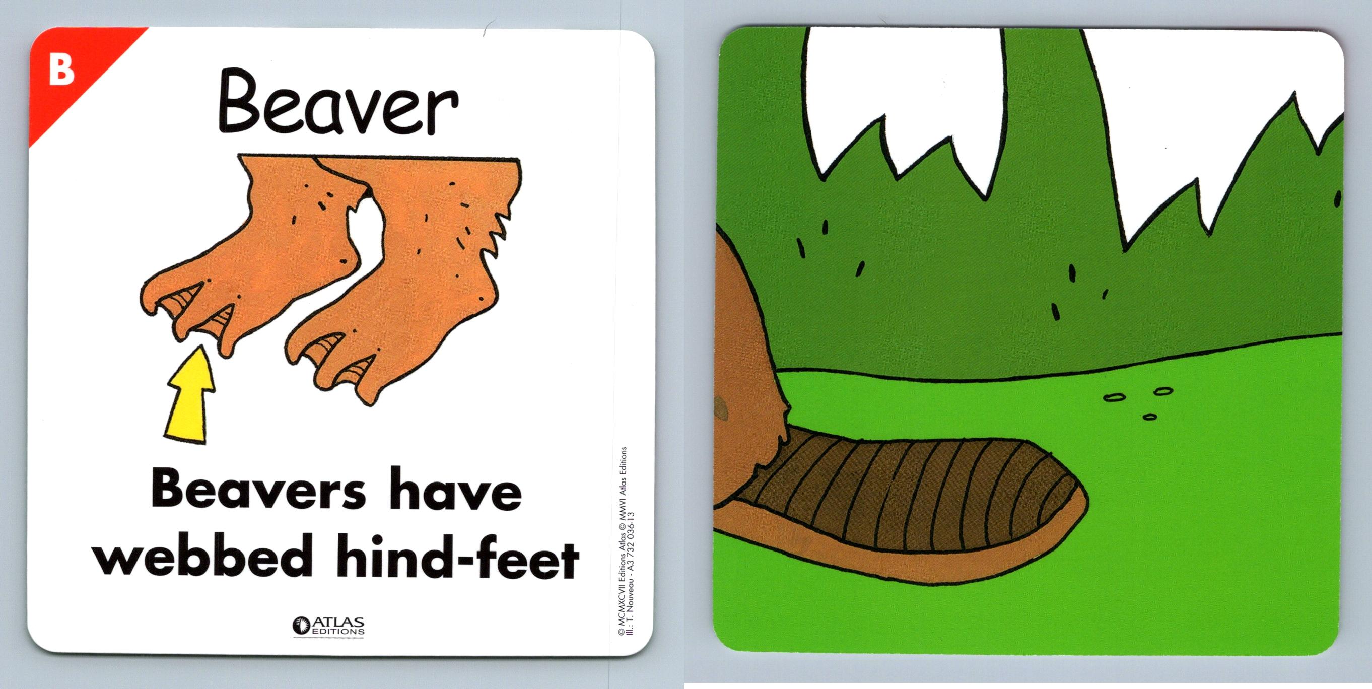 Beaver - B - Atlas Editions Play & Learn Flash Card