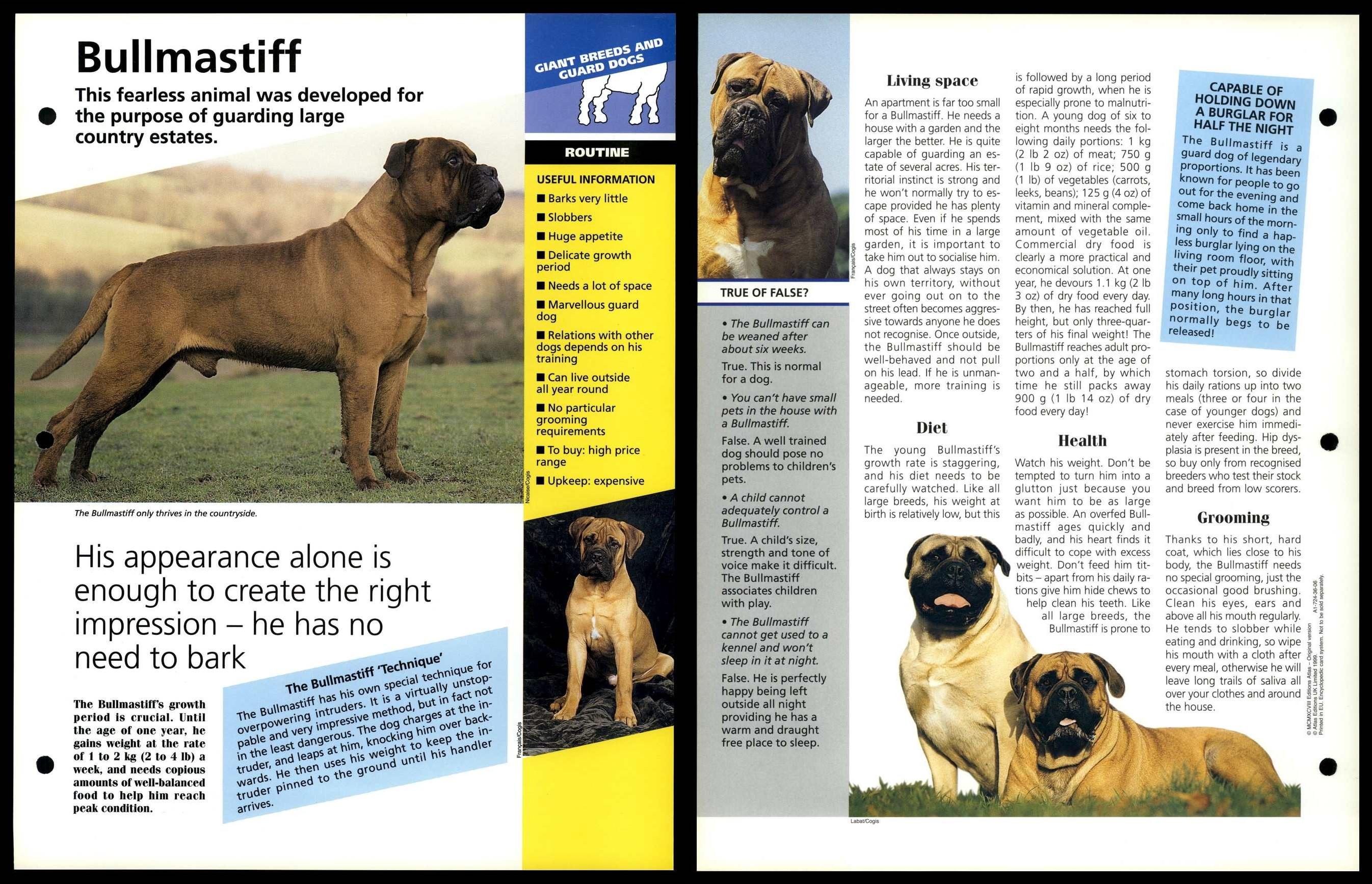 European bullmastiff best sale