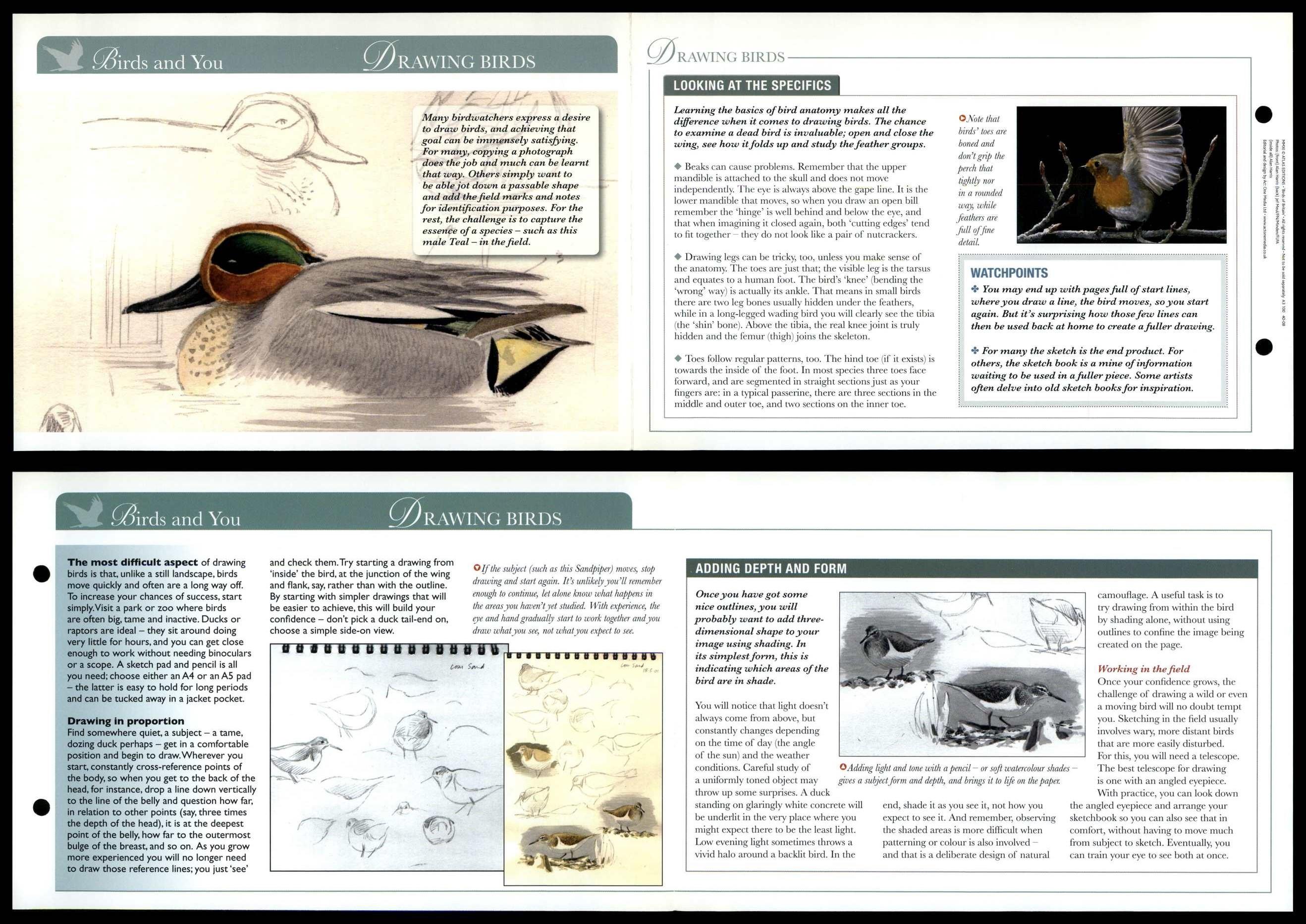 Drawing Birds - Birds & You - Birds Of Britain Atlas Editions Fold Out Card