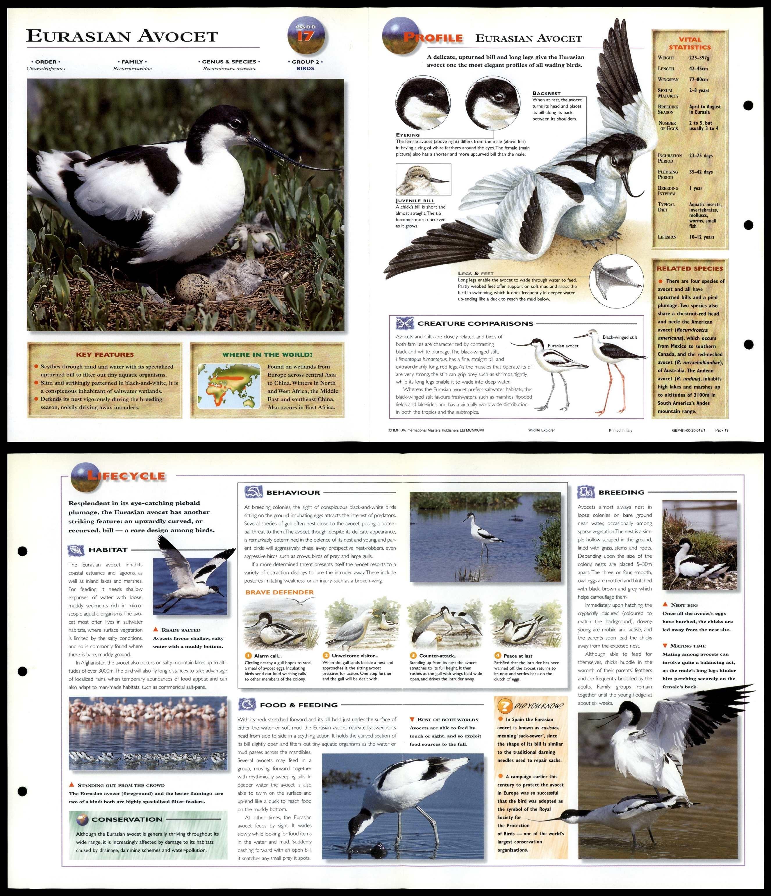 Eurasian Avocet #17 Birds - Wildlife Explorer Fold-Out Card