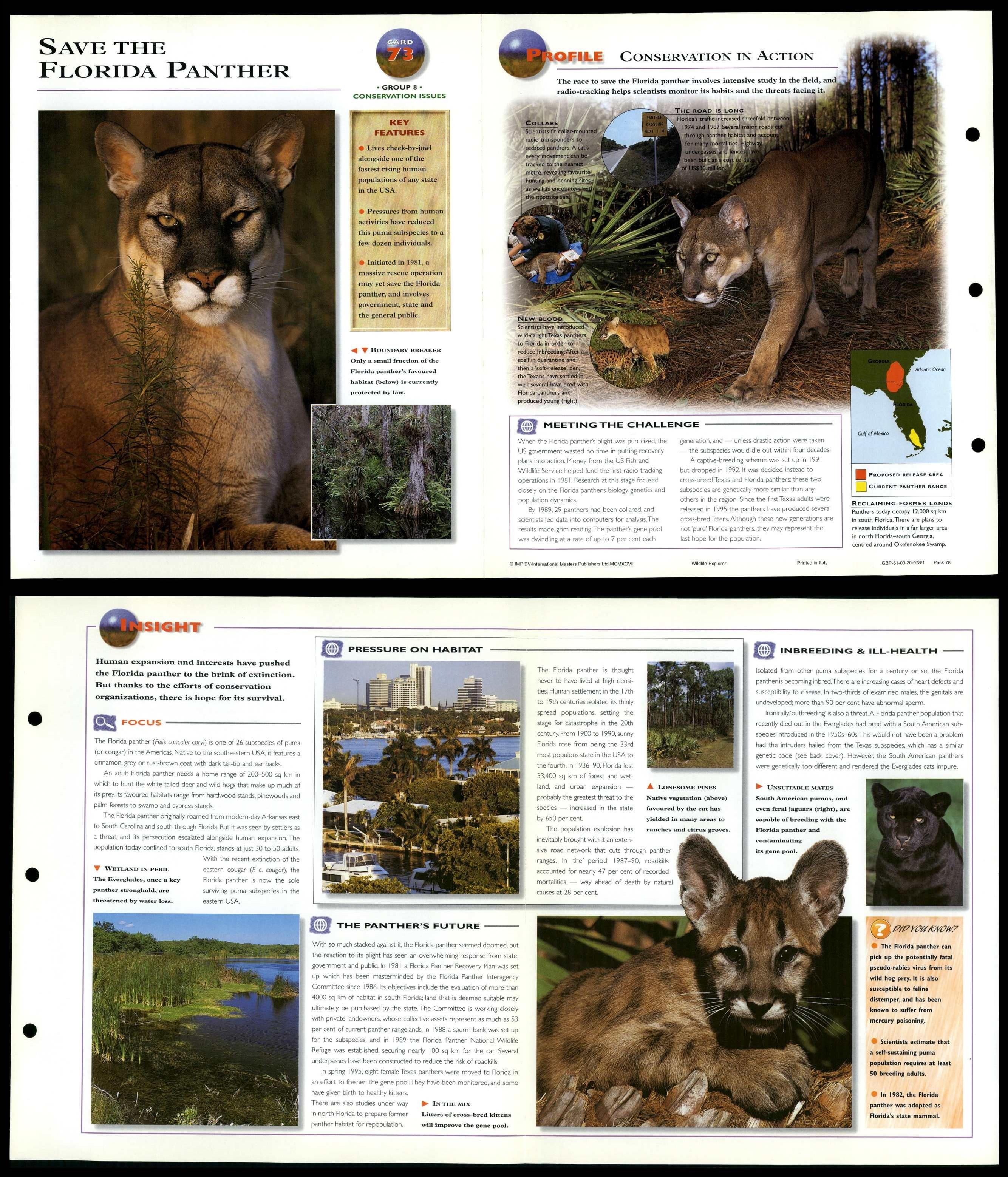 Help Save the Florida Panther