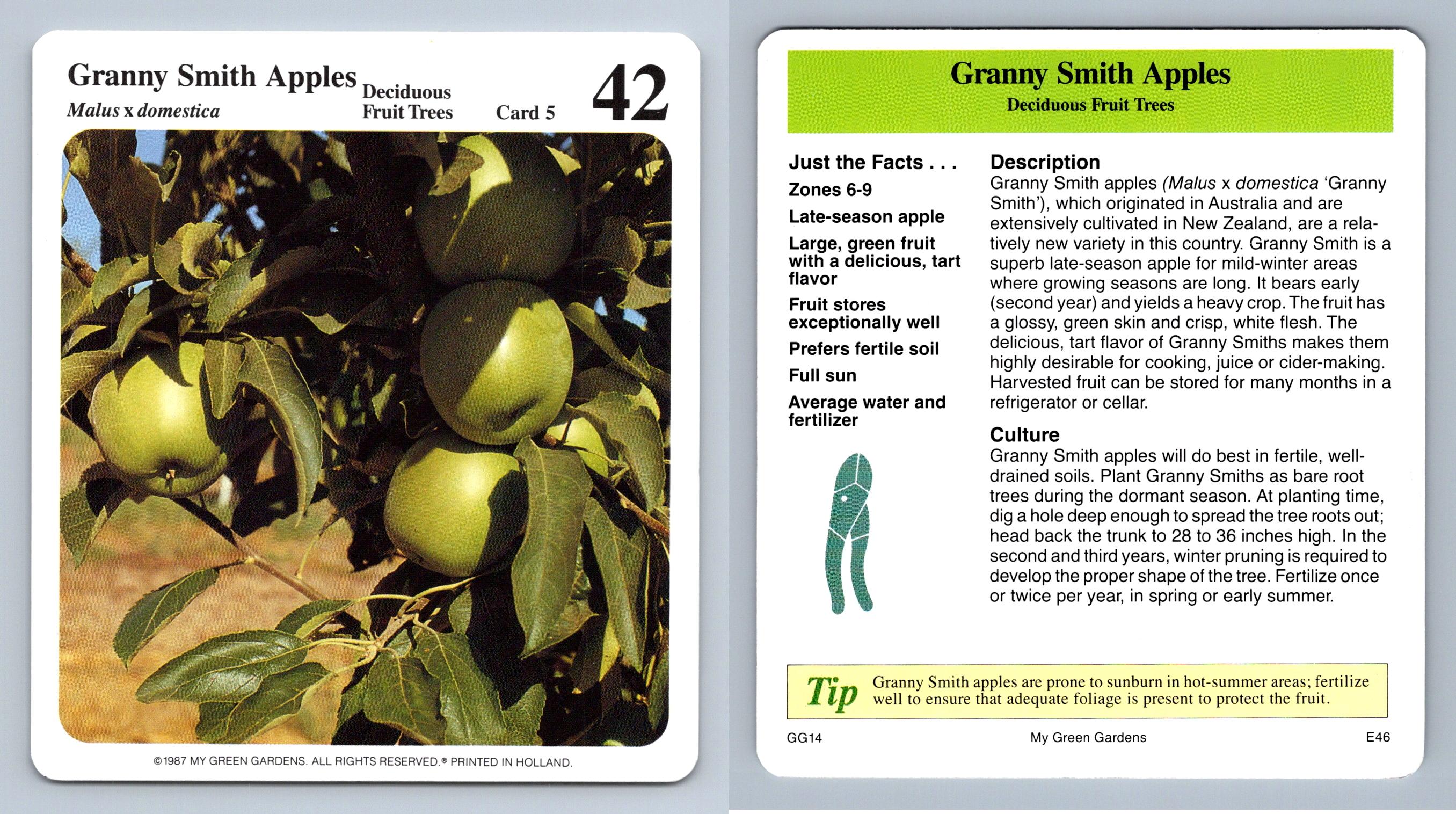 Granny Smith Apples 5 Deciduous Fruit Trees My Green Gardens 1987